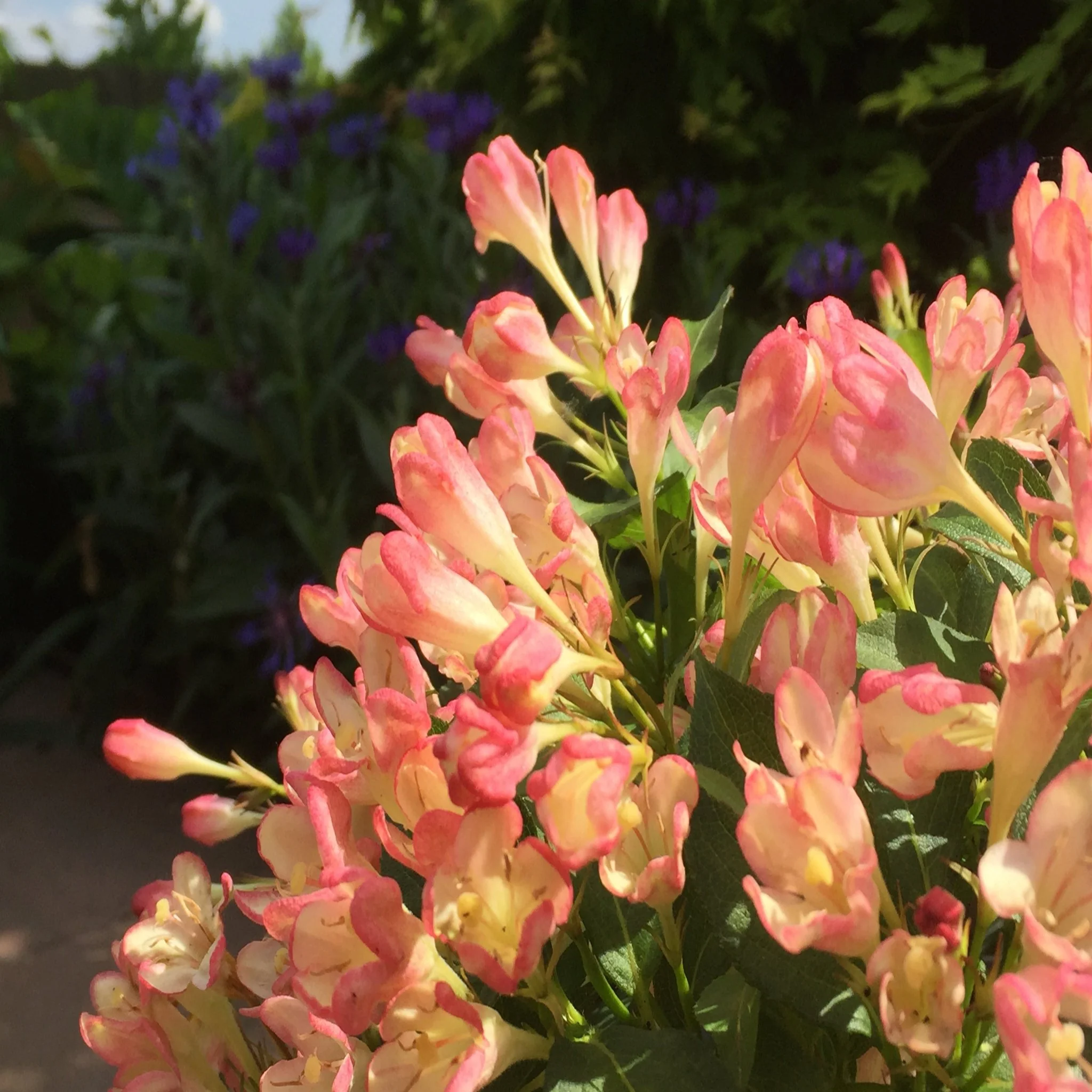 3 x Mixed Weigela 9cm - Image 4