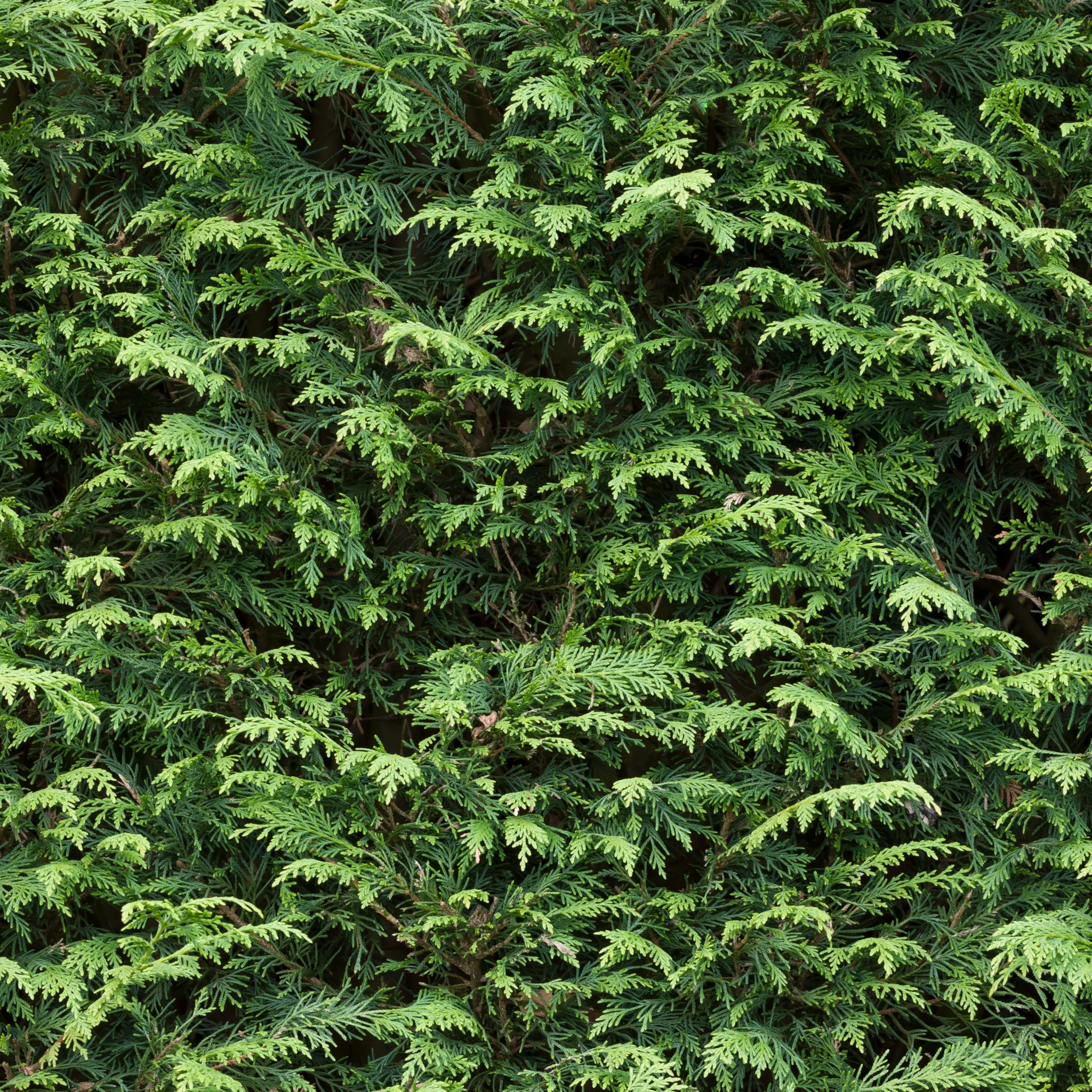 Potted Green Leylandii Hedging Conifers (Multi-buy Offers Available) - Image 3