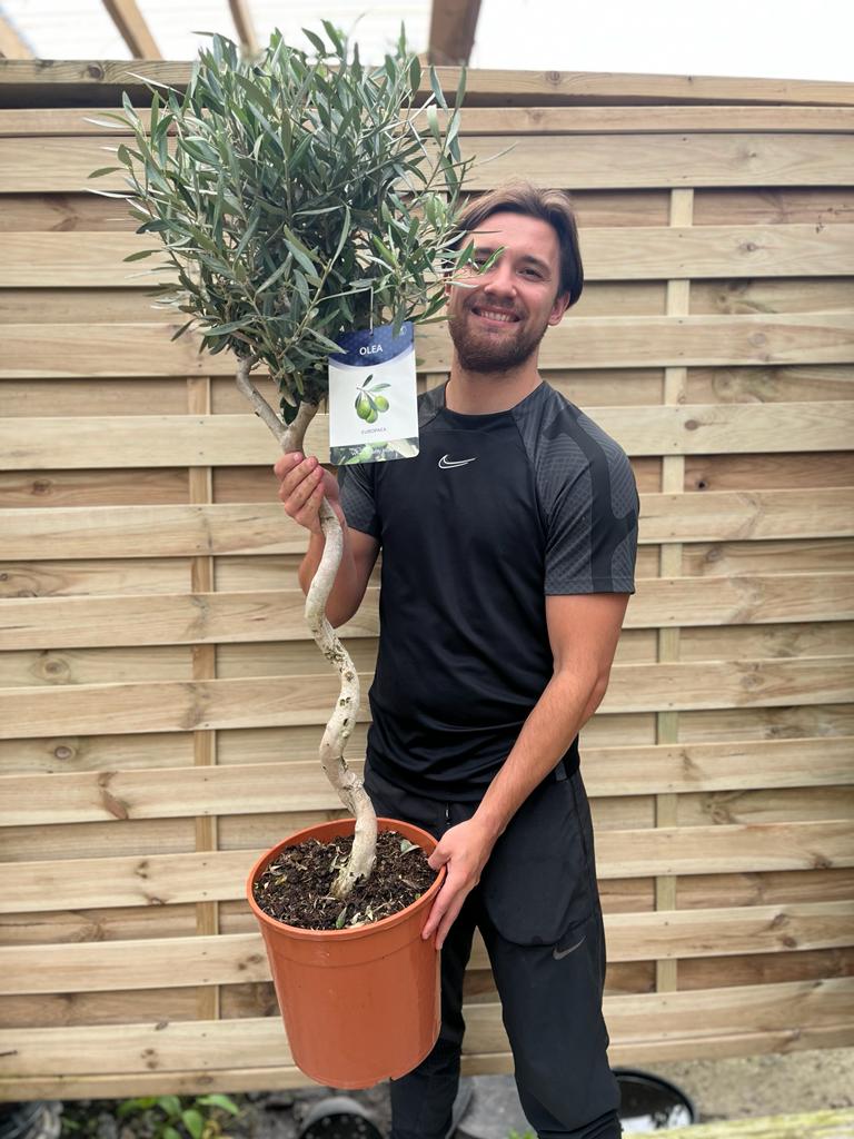 4-5ft Twisted Stem Olive Tree | Hardy Evergreen Potted Tree (Multibuy Offers Available) - Image 2