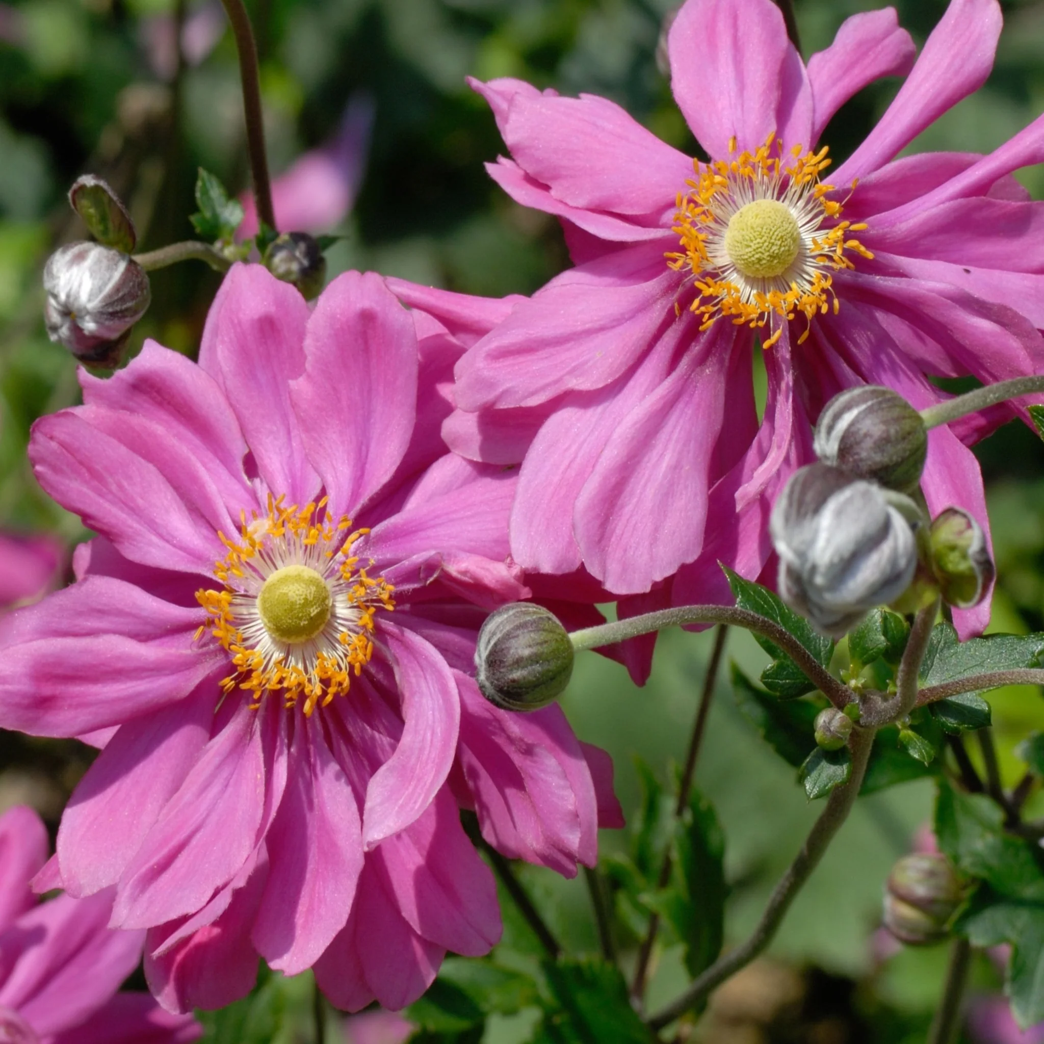 4 x Mixed Perennials Pink, White & Purple | 9cm Pots - Image 2
