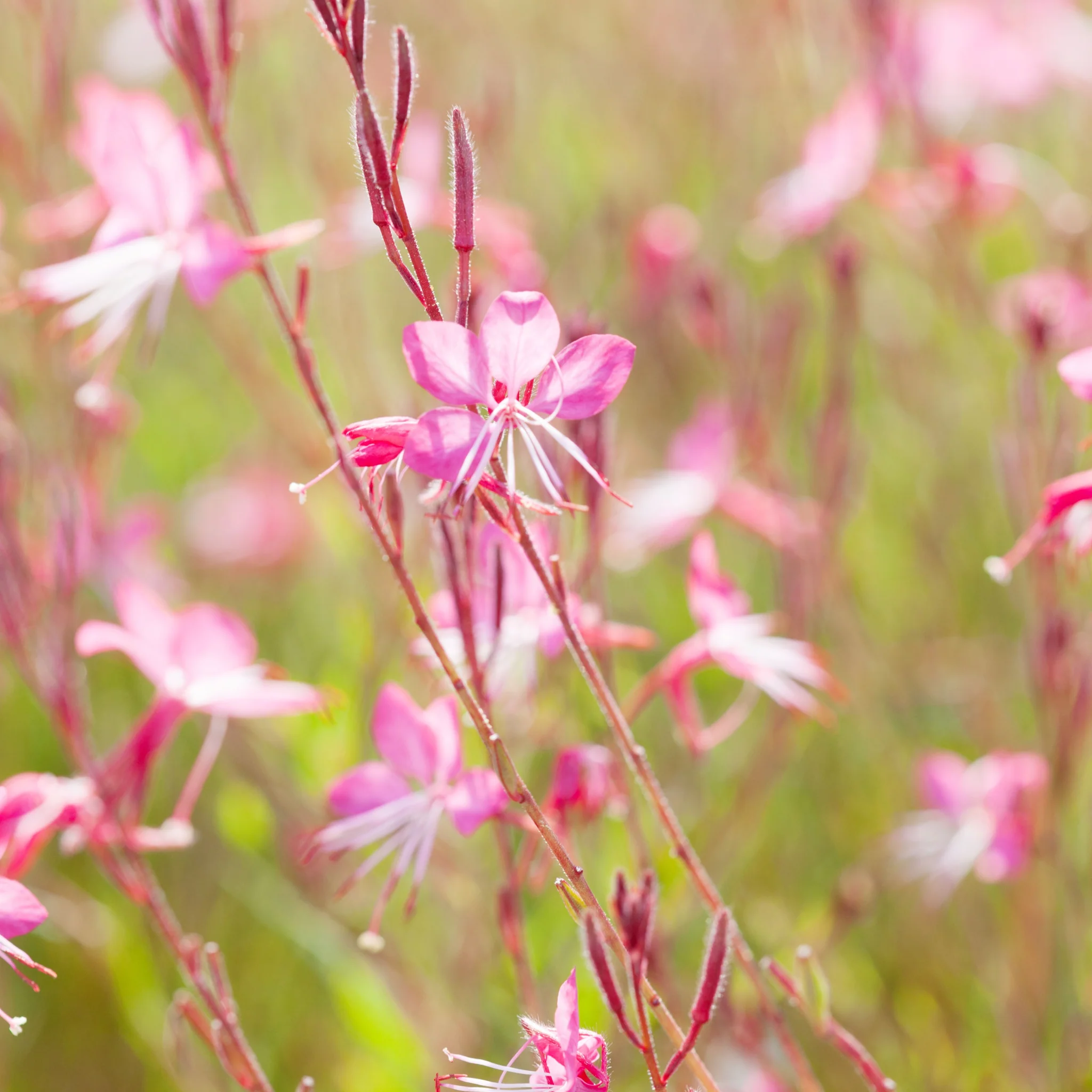 4 x Mixed Perennials Pink, White & Purple | 9cm Pots - Image 3