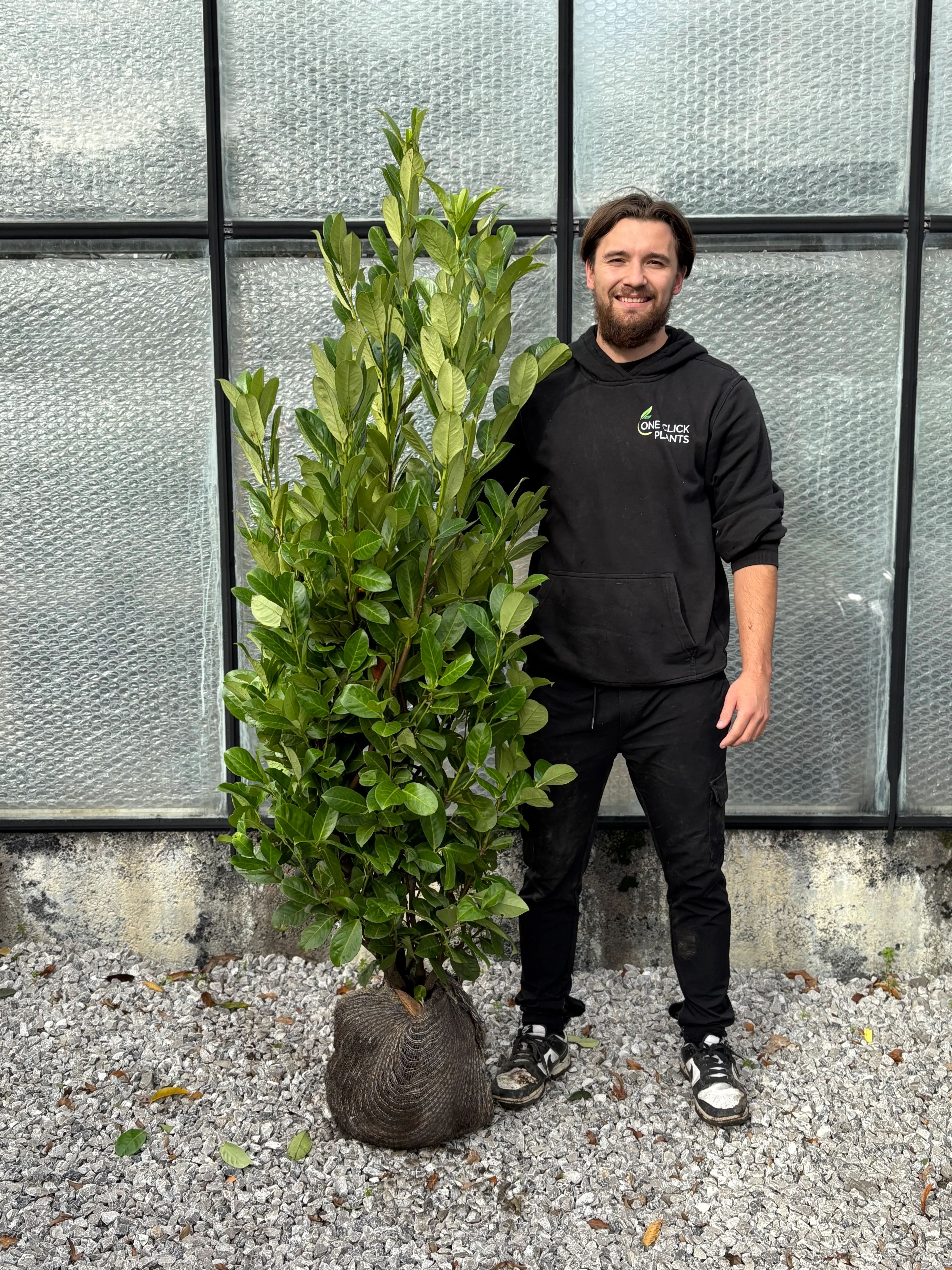 5-6ft Established Bushy ROOTBALL Cherry Laurel Hedge Plants (150-180cm)