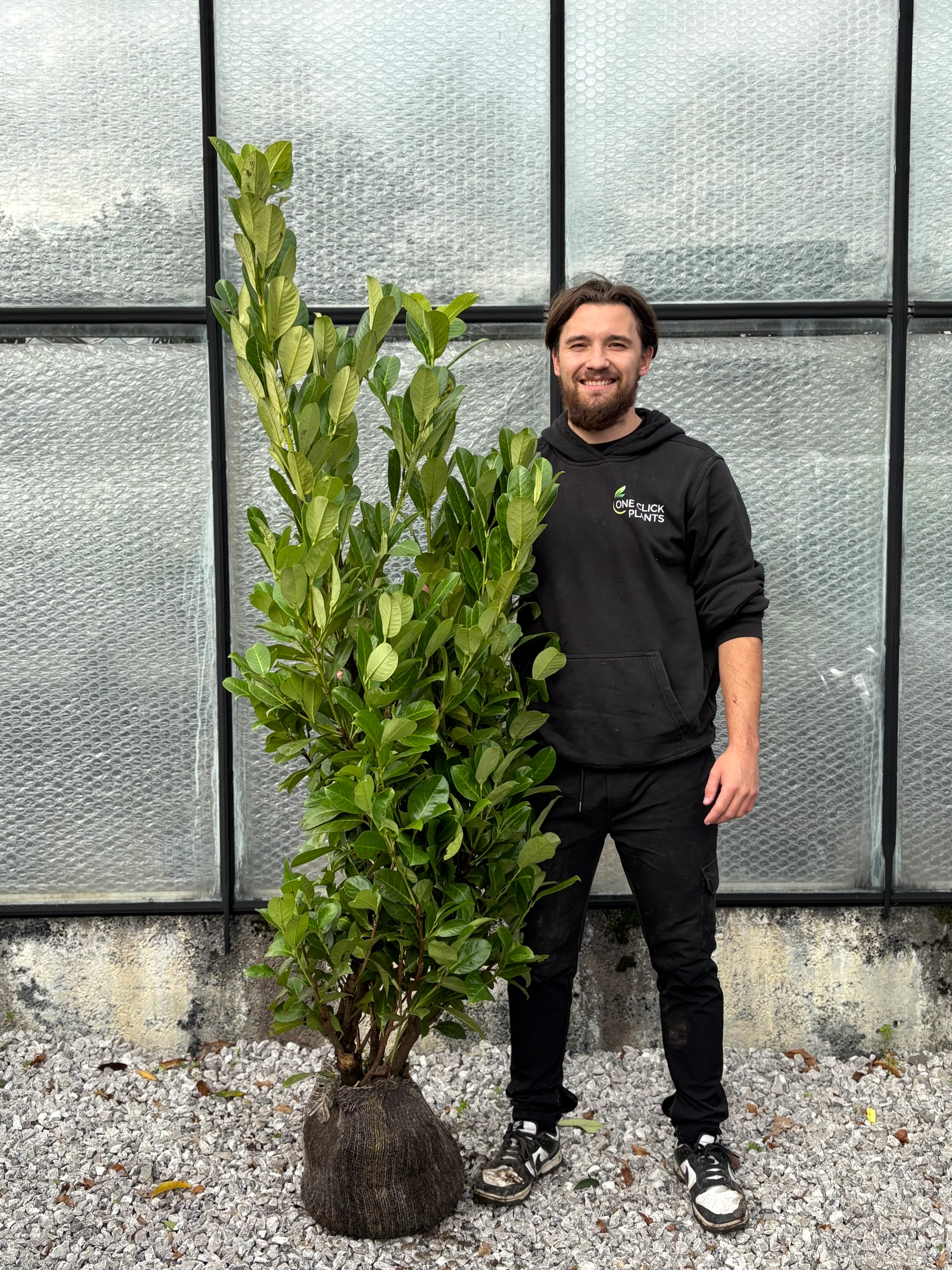 5-6ft Established Bushy ROOTBALL Cherry Laurel Hedge Plants (150-180cm) - Image 2