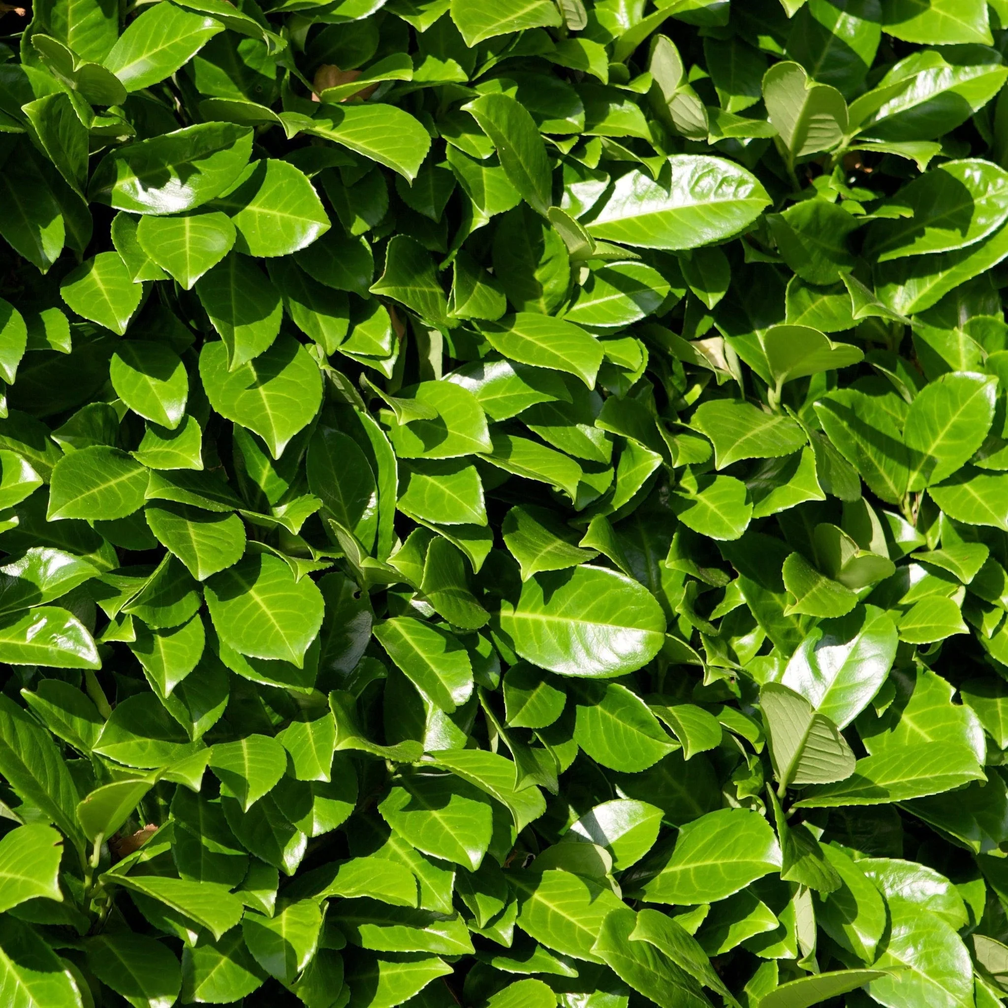 4-5ft Established Bushy ROOTBALL Cherry Laurel Hedge Plants (120-150cm) - Image 3