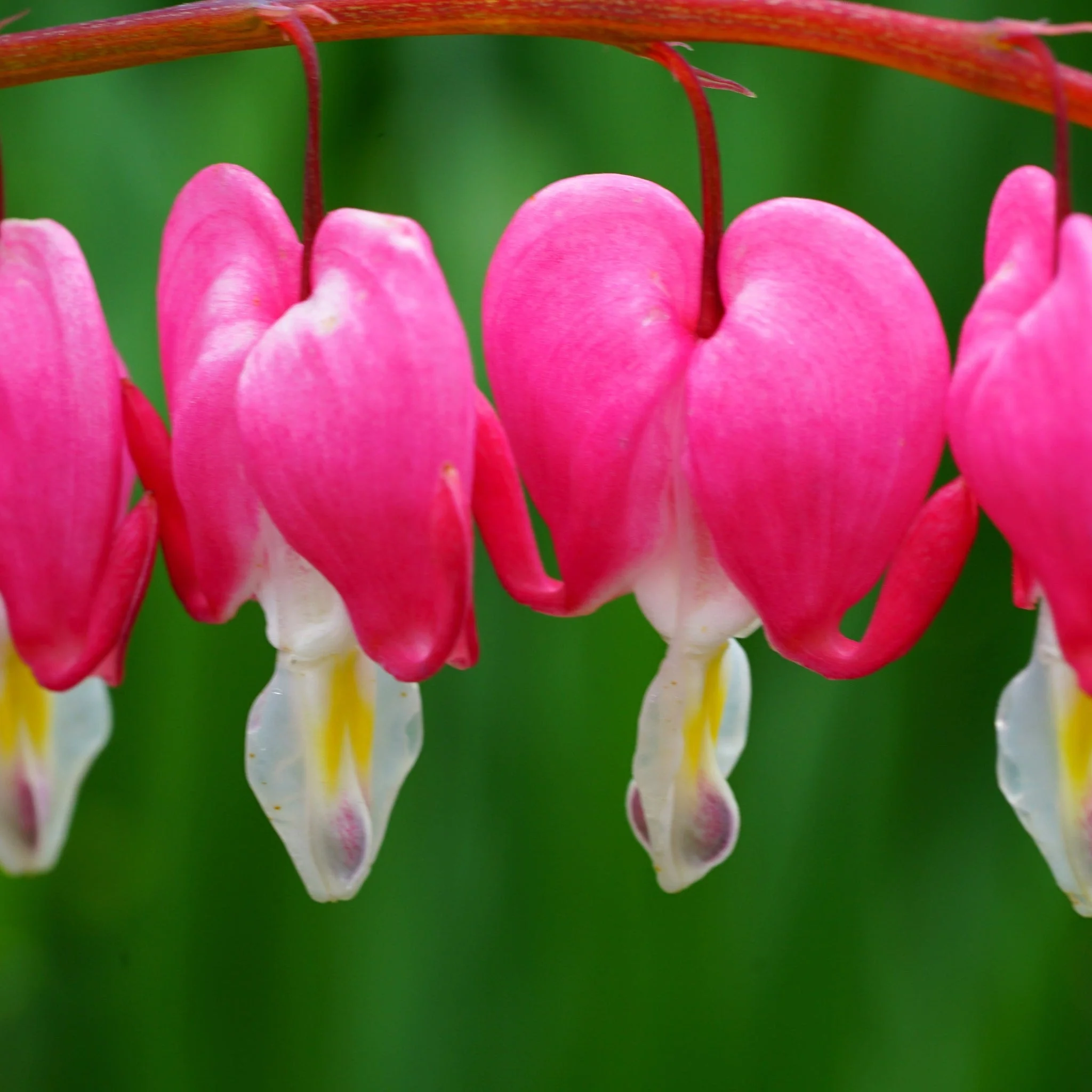 5 Perennials for a Shady Site - Image 2