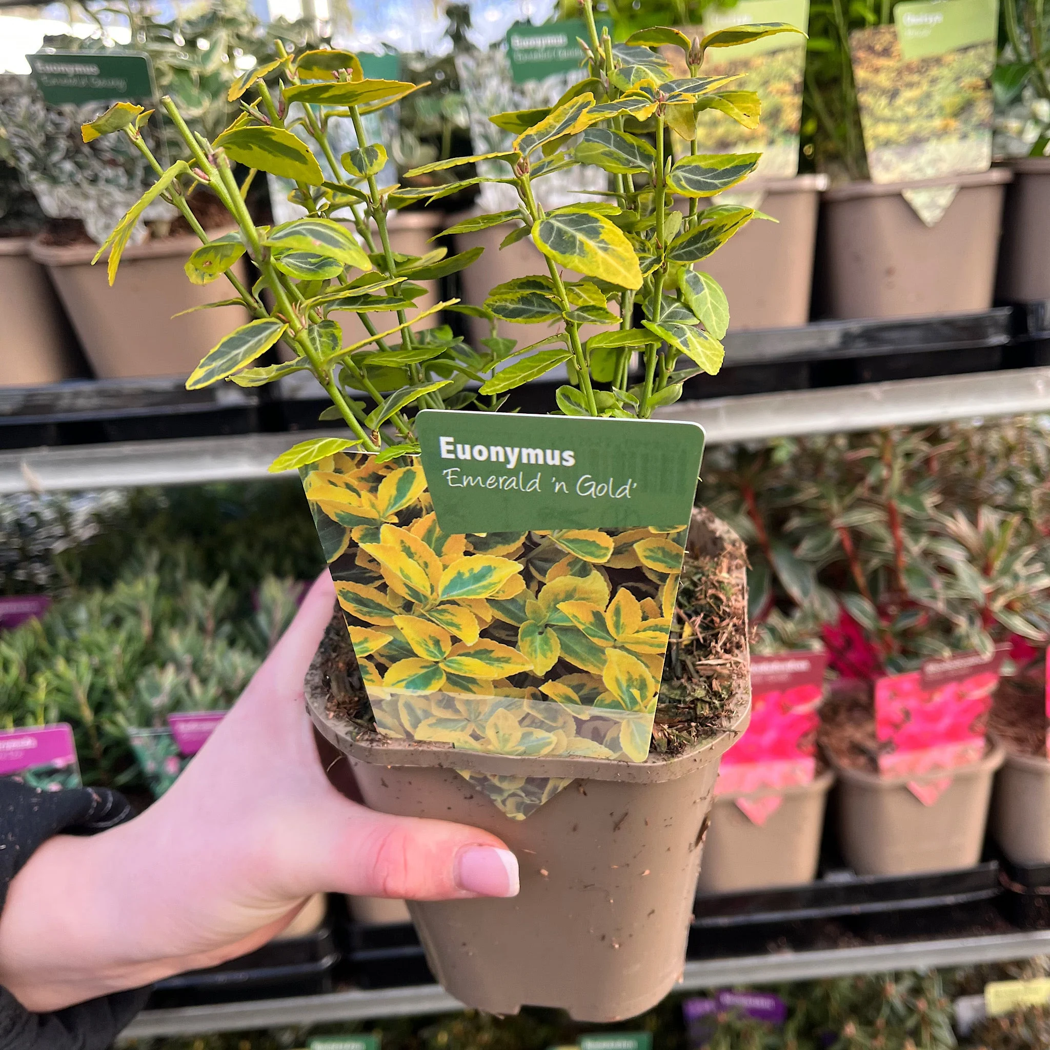 5 Shrubs for a Sunny Site (5 x 9cm Shrubs) - Image 3