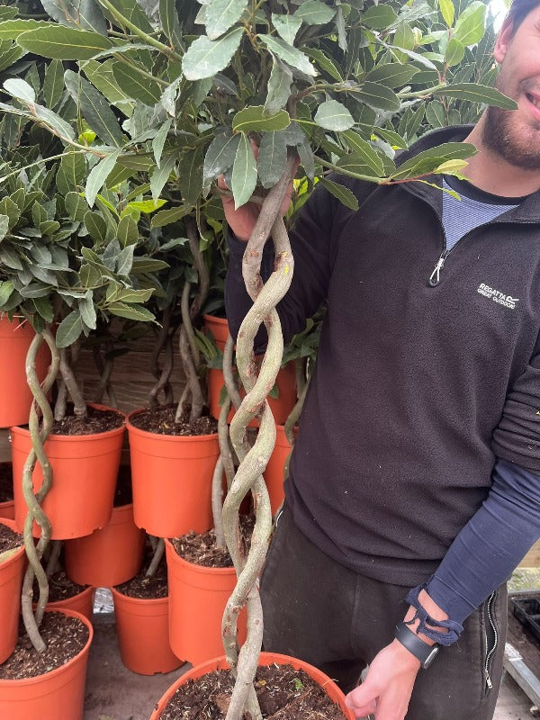 5ft Double Spiral Stem Standard Bay Tree | Laurus nobilis | 130-150cm - Image 2