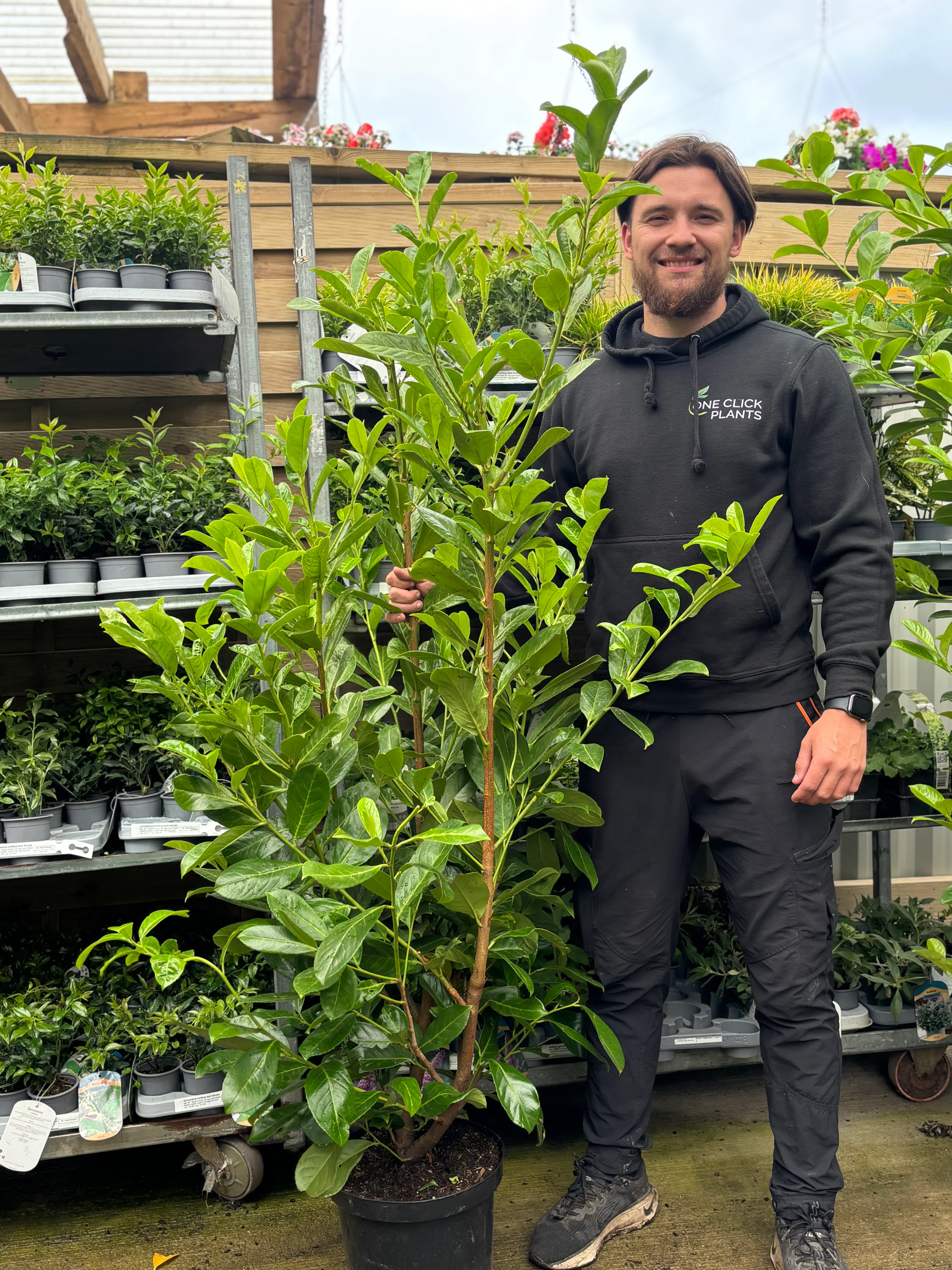 5ft Bushy Potted Cherry Laurel Hedge Plants 130-150cm (Multi-Buy Offers Available) - Image 4