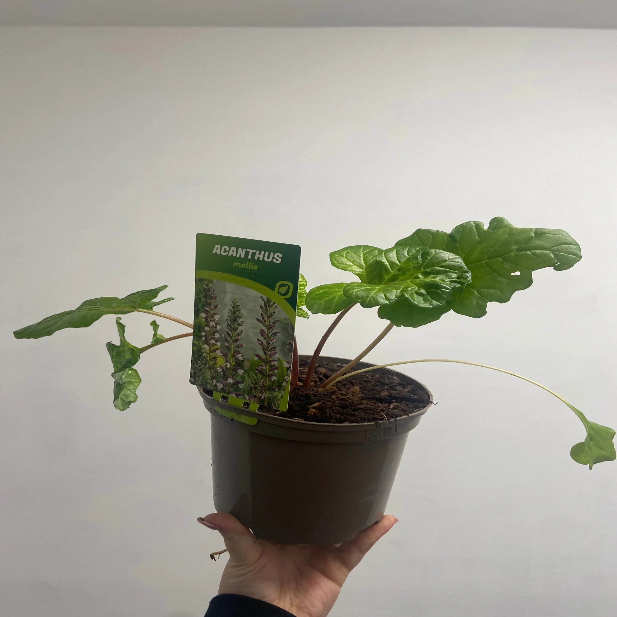 Acanthus mollis  2L - Image 3