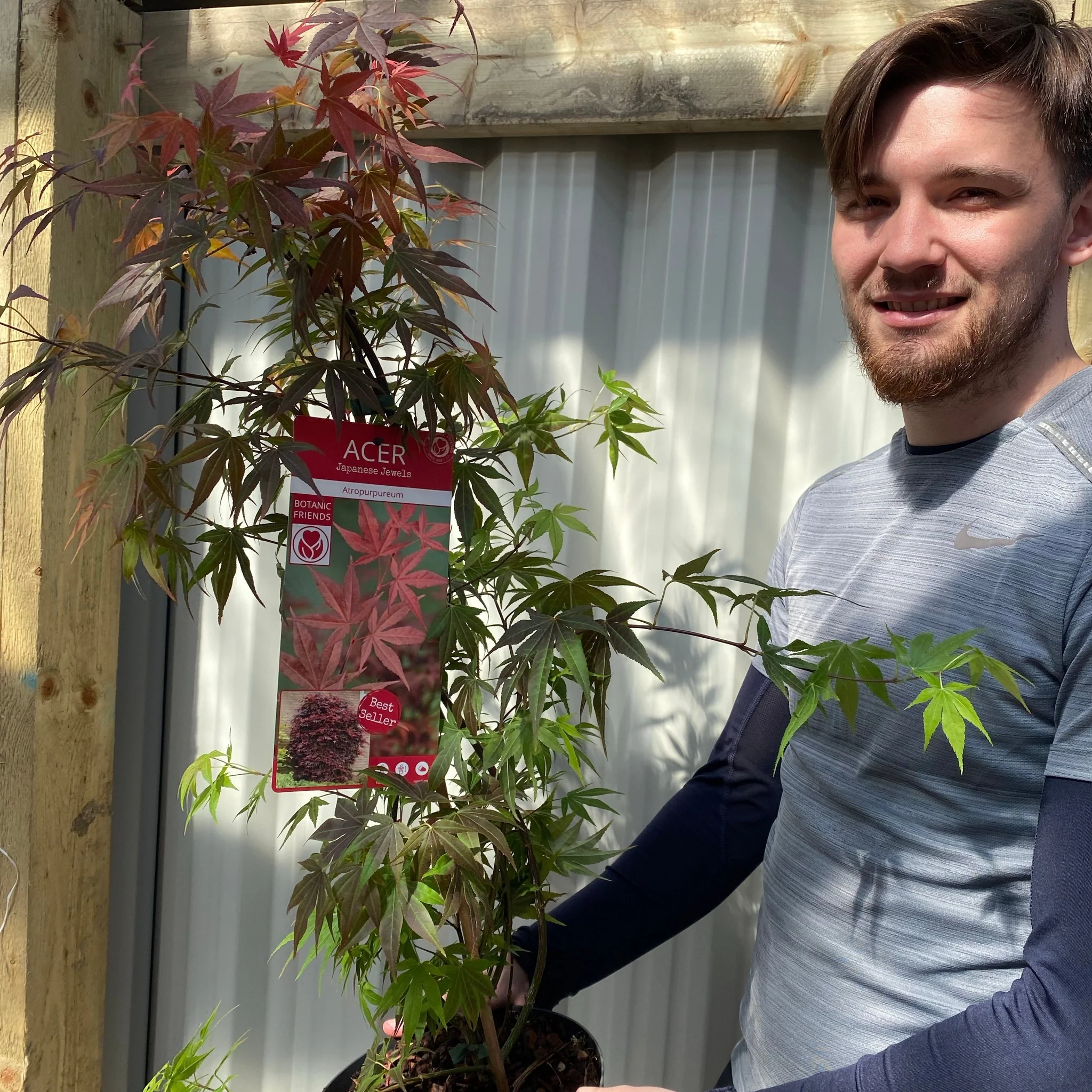 Acer palmatum 'Atropurpureum' 10.5cm-130L - Image 3