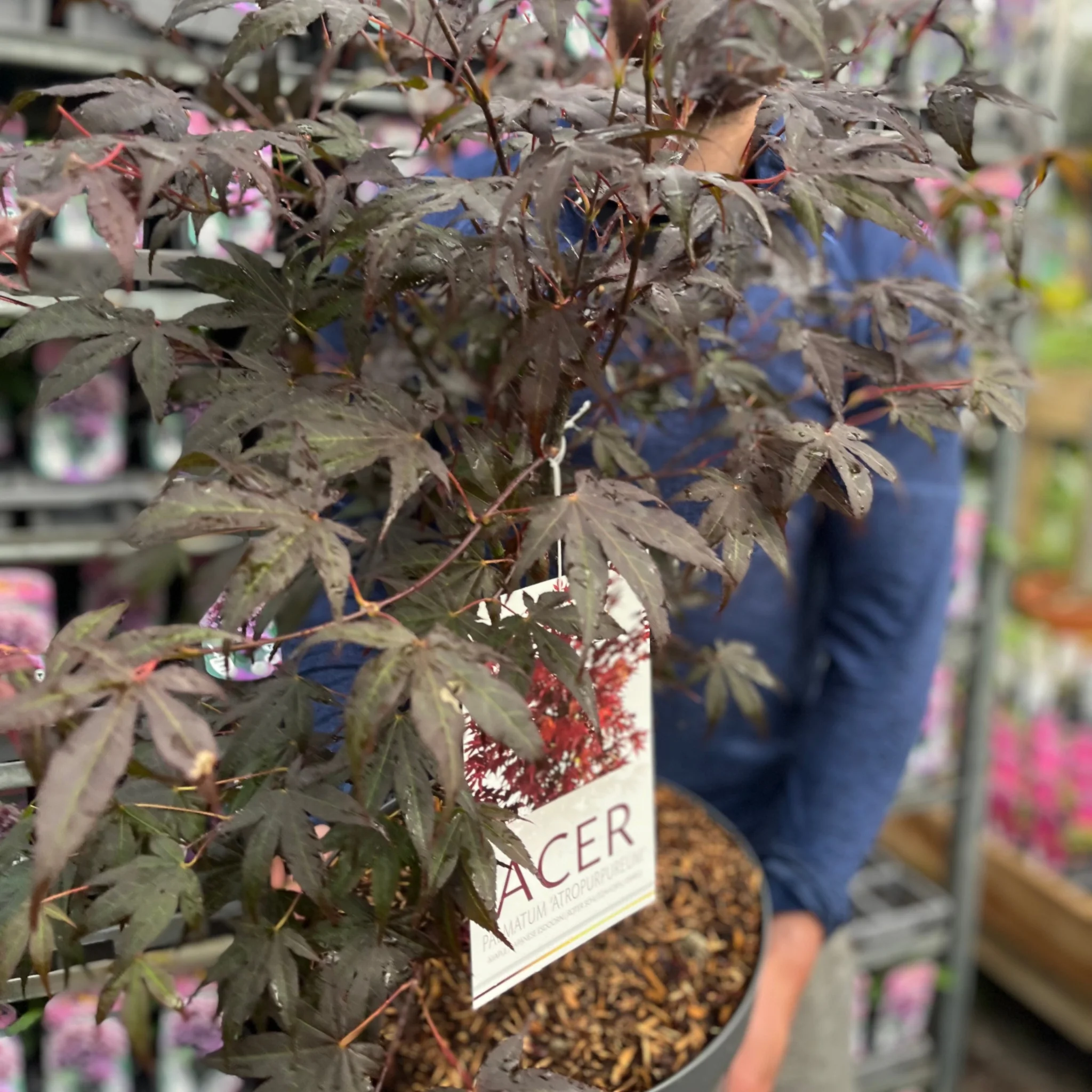 Acer palmatum 'Atropurpureum' 10.5cm-130L - Image 9