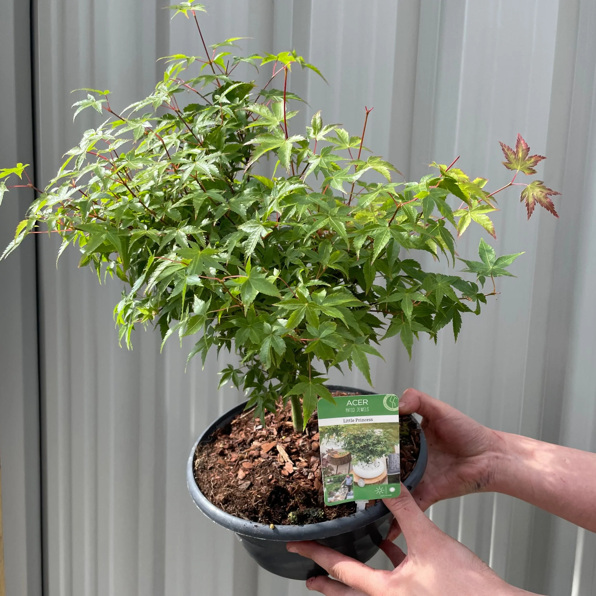 Acer palmatum 'Little Princess' 2L/3L