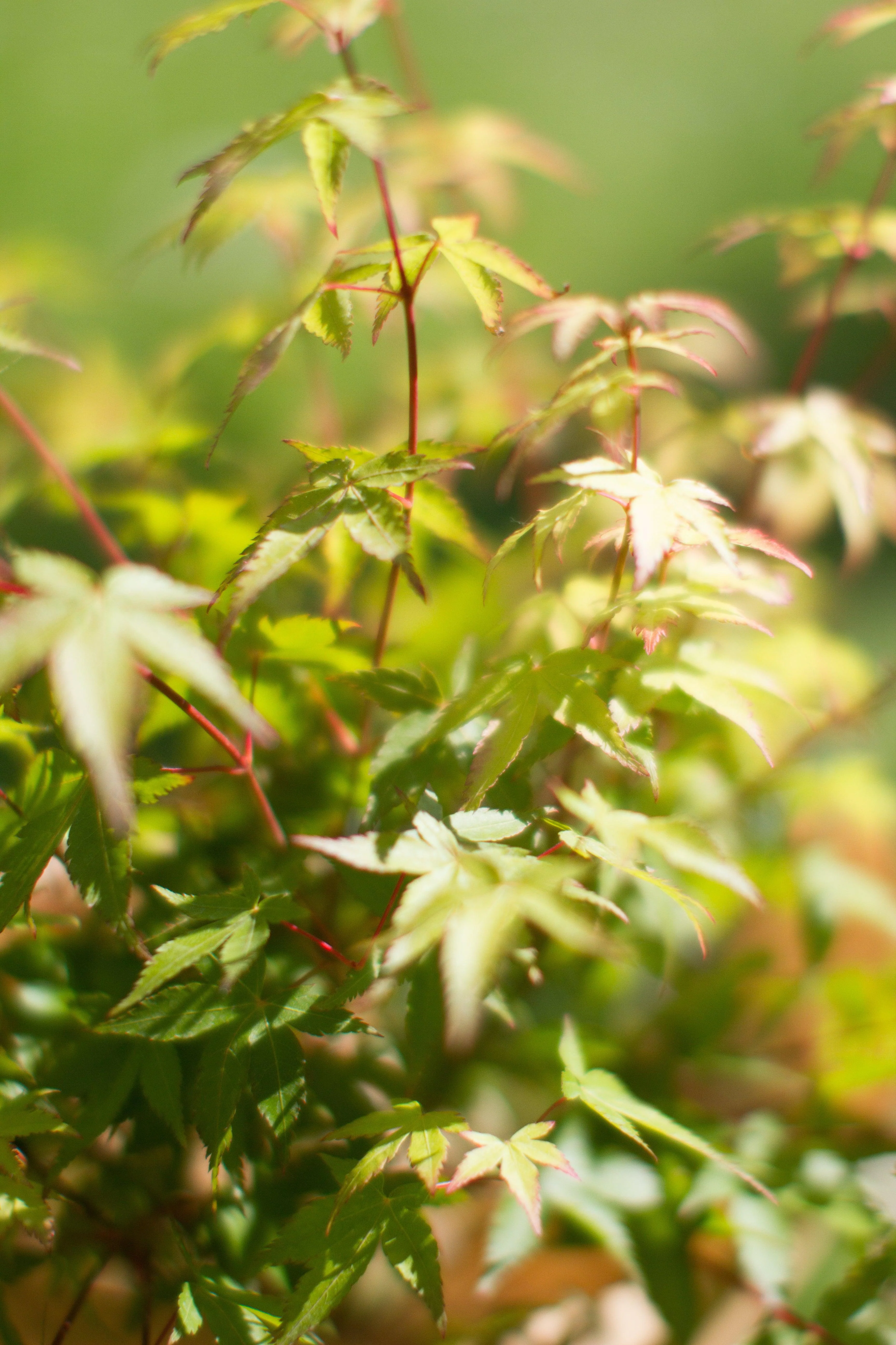 Acer palmatum 'Little Princess' 2L/3L - Image 2