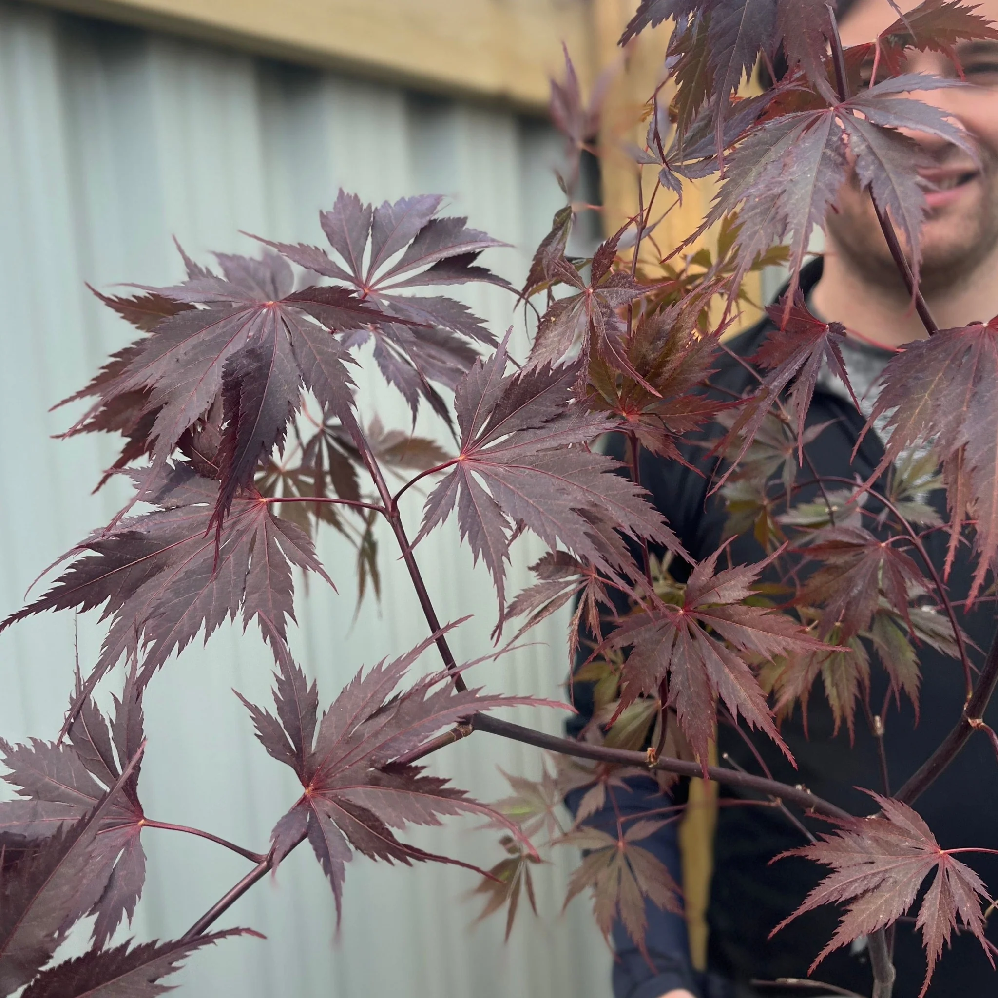 Acer palmatum 'Black Lace' 3L - Image 2