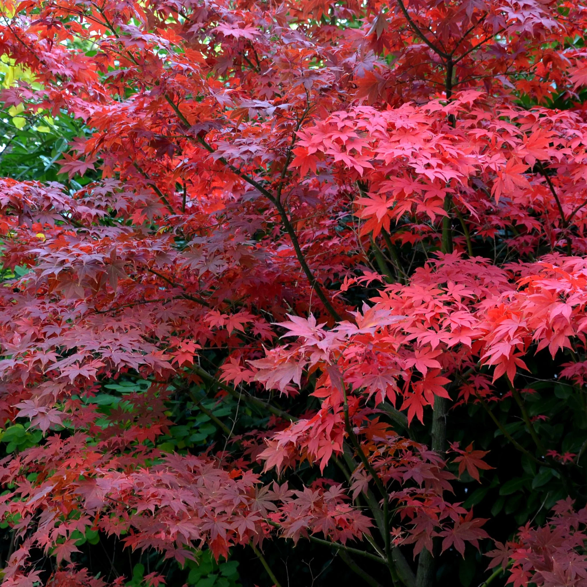 Acer palmatum 'Bloodgood' 3L / 10L / 70L / 90L - Image 3