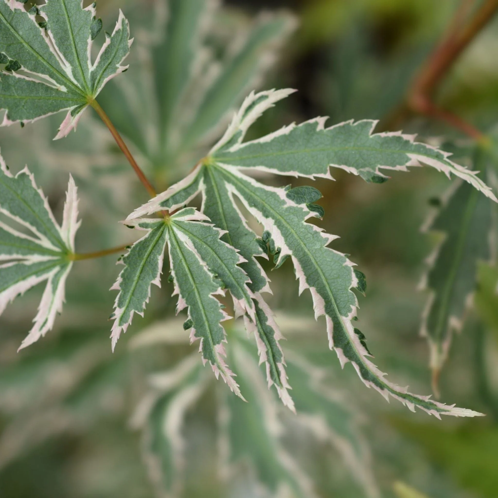 Acer palmatum 'Butterfly' 10.5cm / 2L / 3L - Image 2