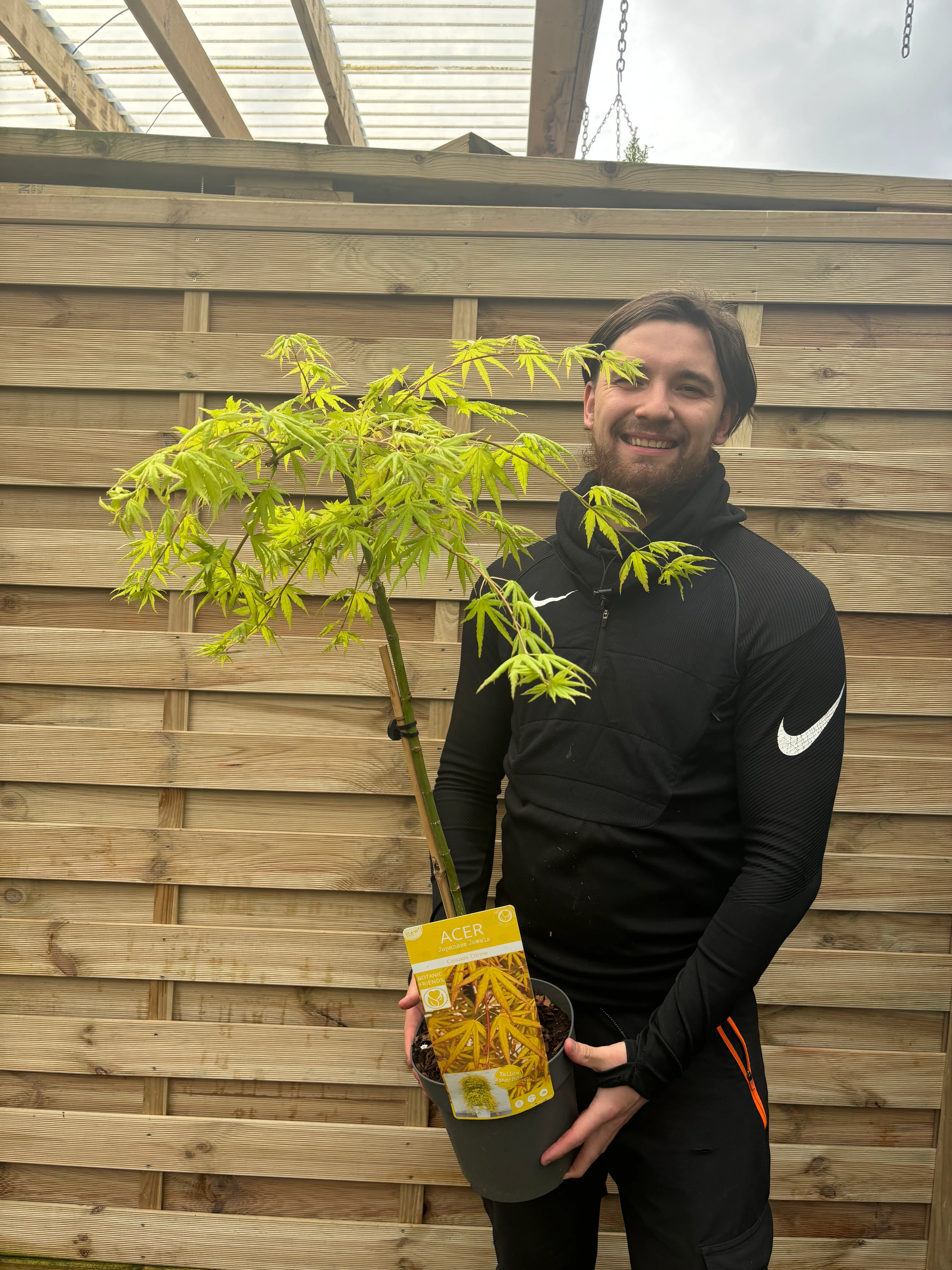 Acer palmatum 'Cascade Citrine' Standard (100cm)