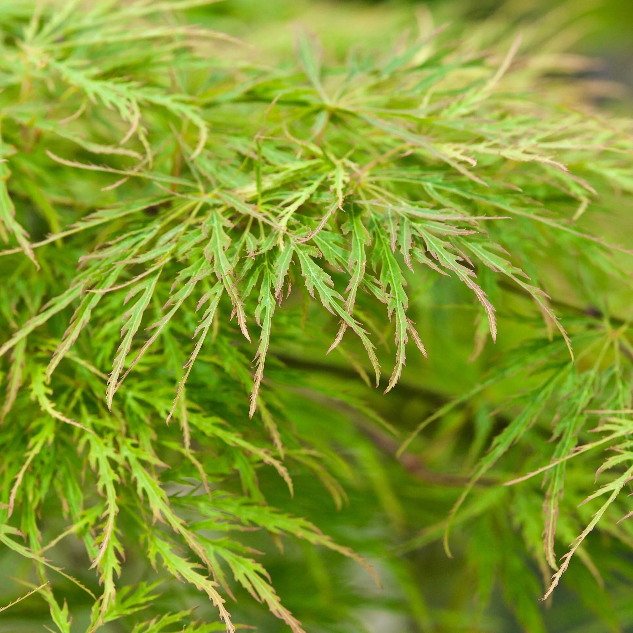 Acer palmatum Dissectum 65L 180cm - Image 2
