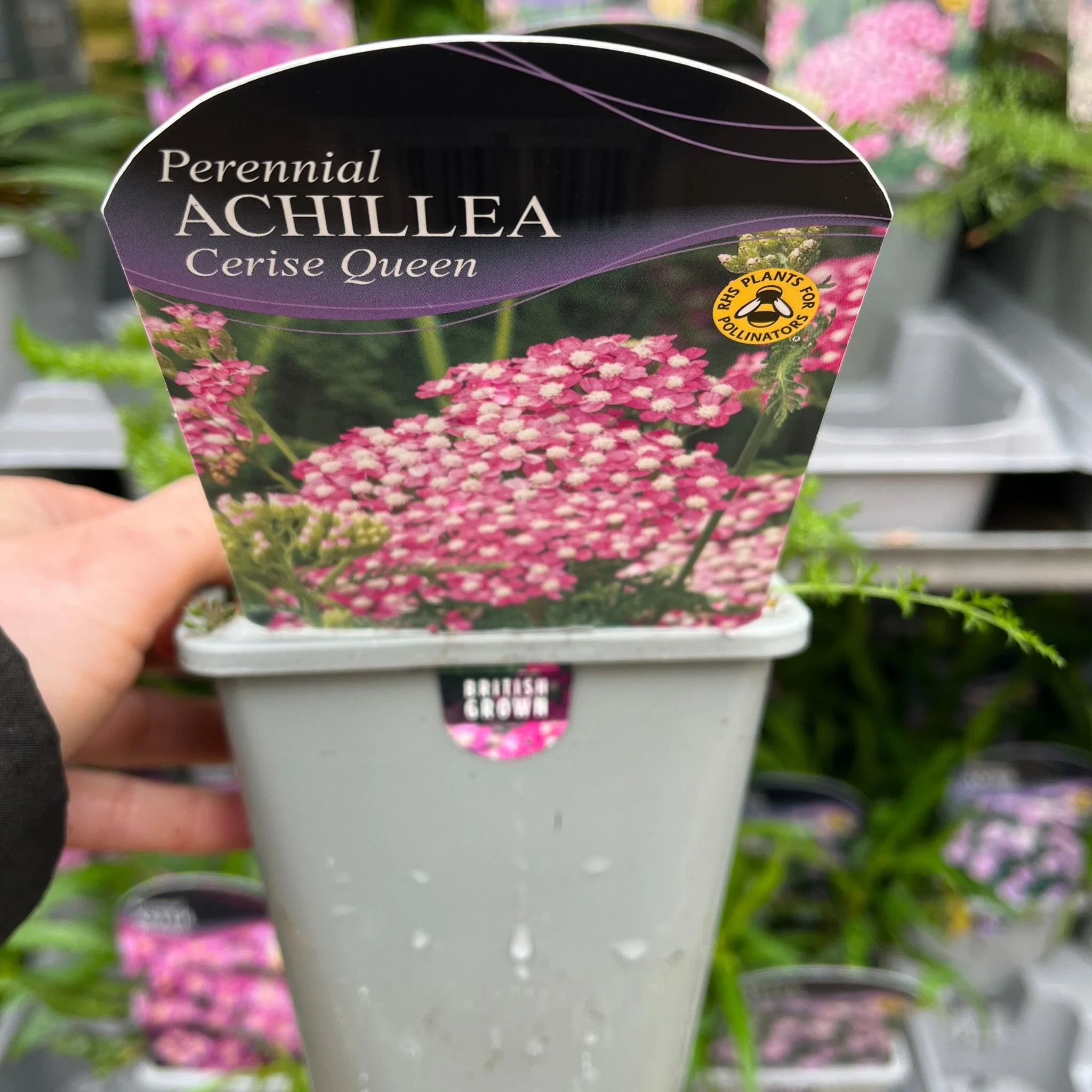 Achillea millefolium 'Cerise Queen' (9cm Pot) - Image 3