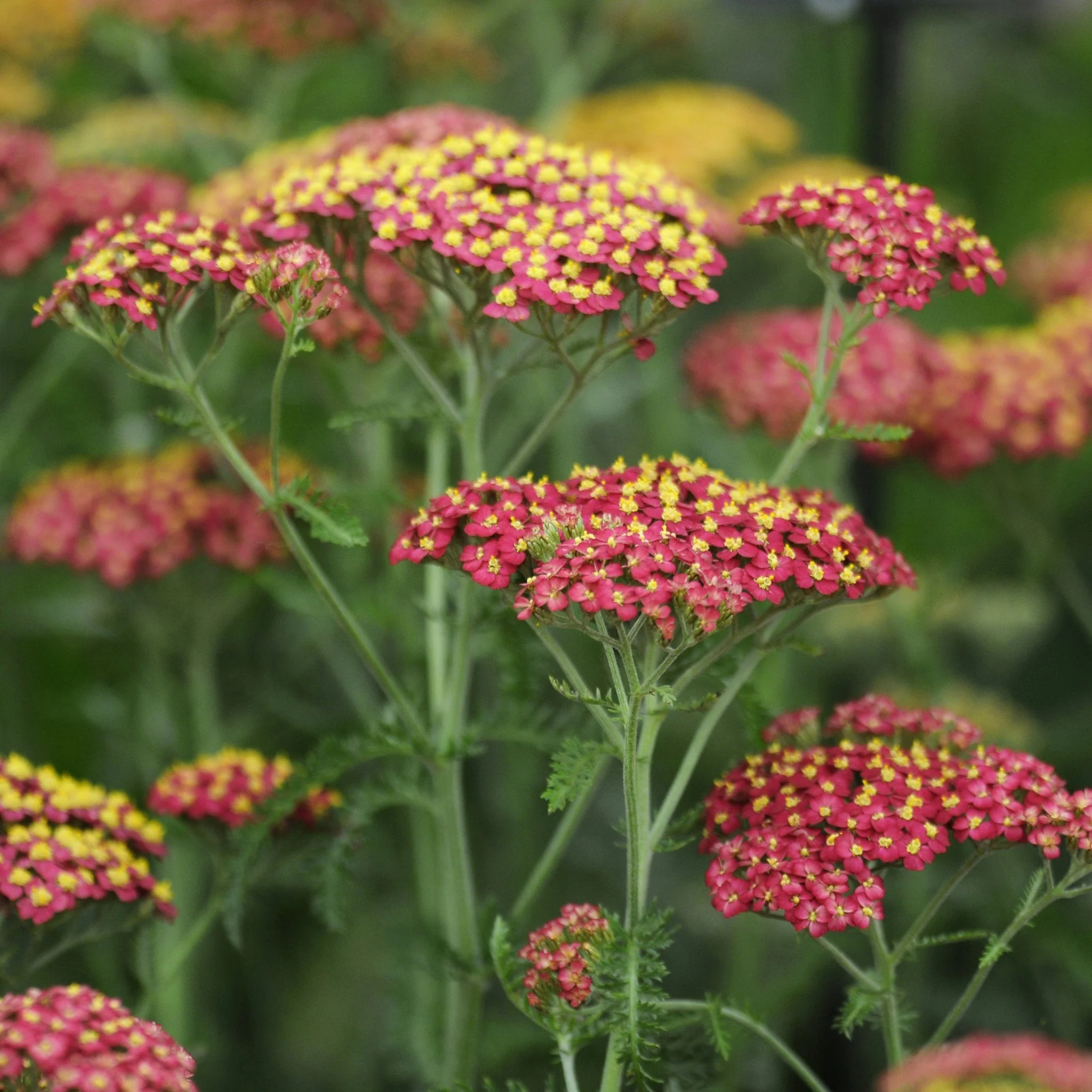 Achillea millefolium 'Paprika' (Young Perennial) PRE ORDER Dispatch May