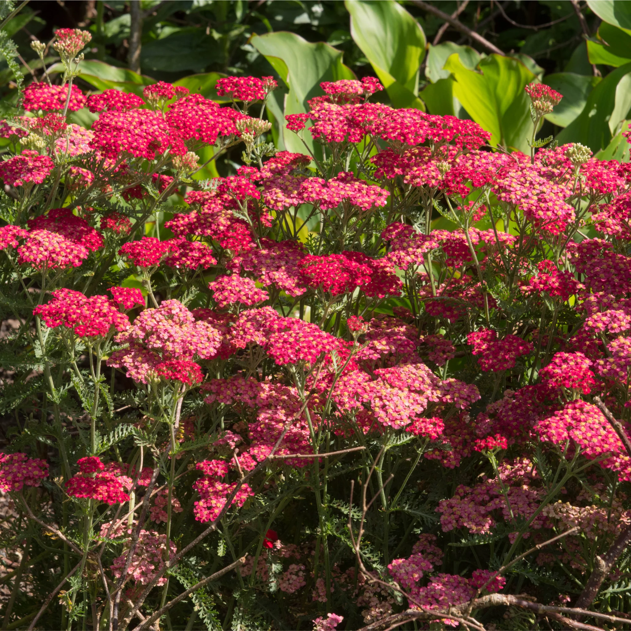 Achillea (Yarrow) - Milly Rock Red 1.5L - Image 2