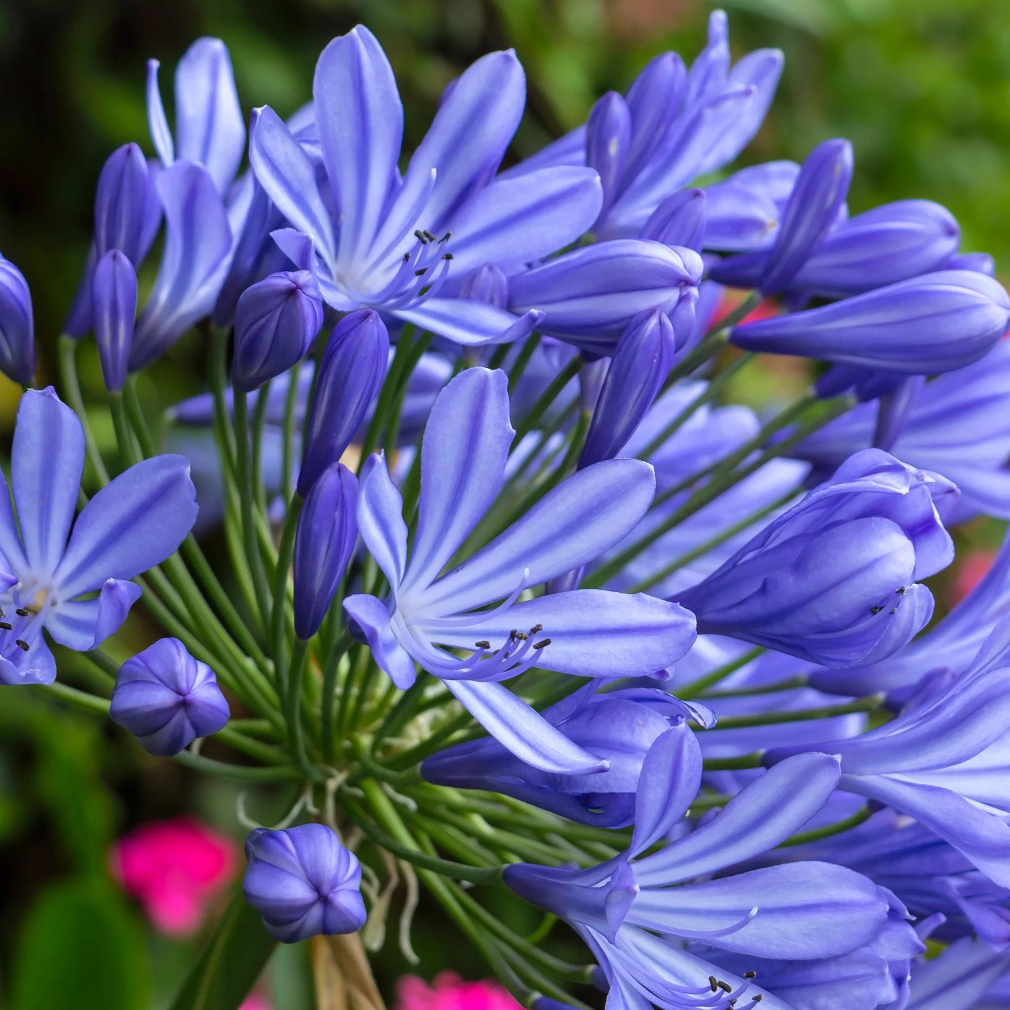 Agapanthus 'Africanus' - African Lily (Blue) 1.5L - Image 2
