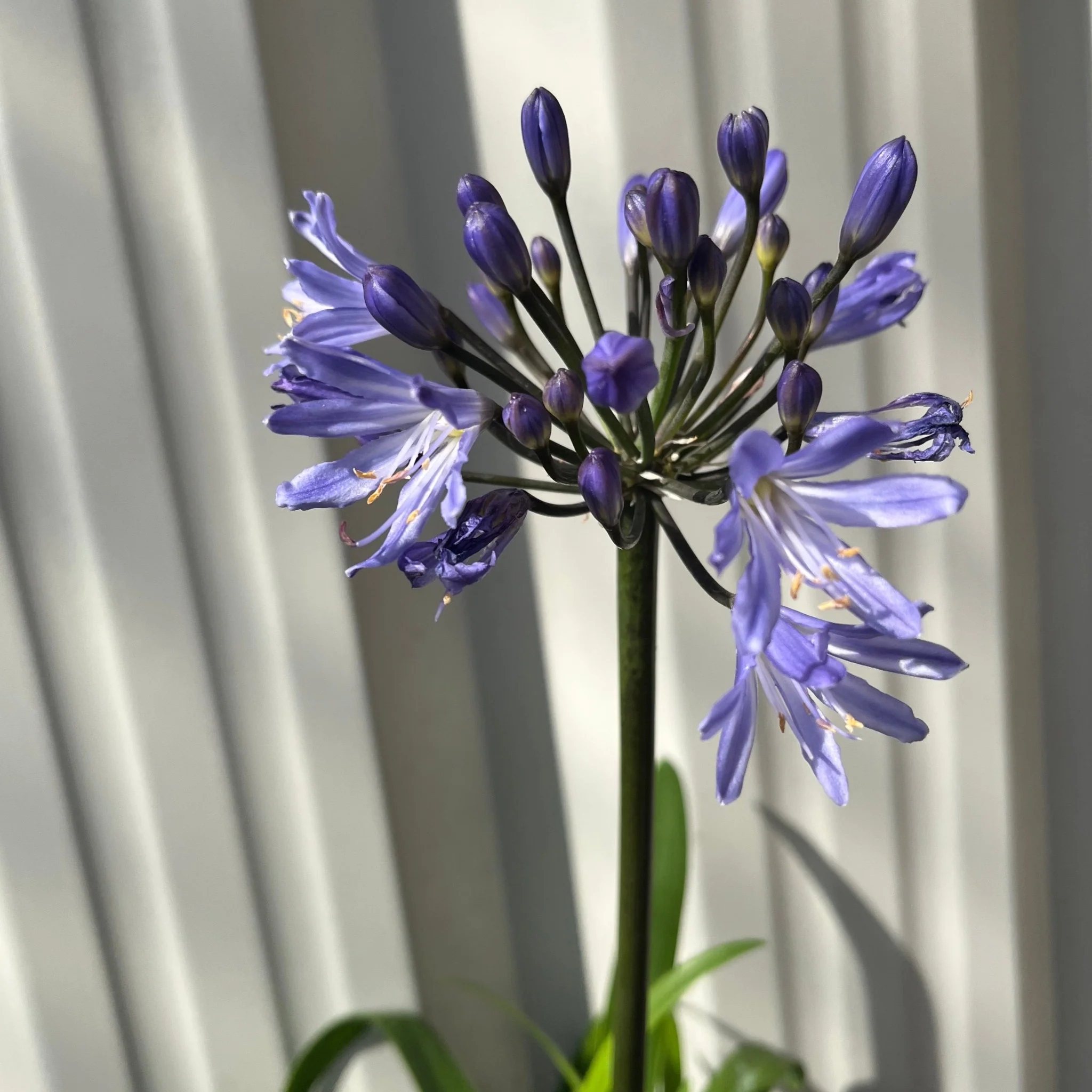 Agapanthus 'Summer Love' 2L - Image 3