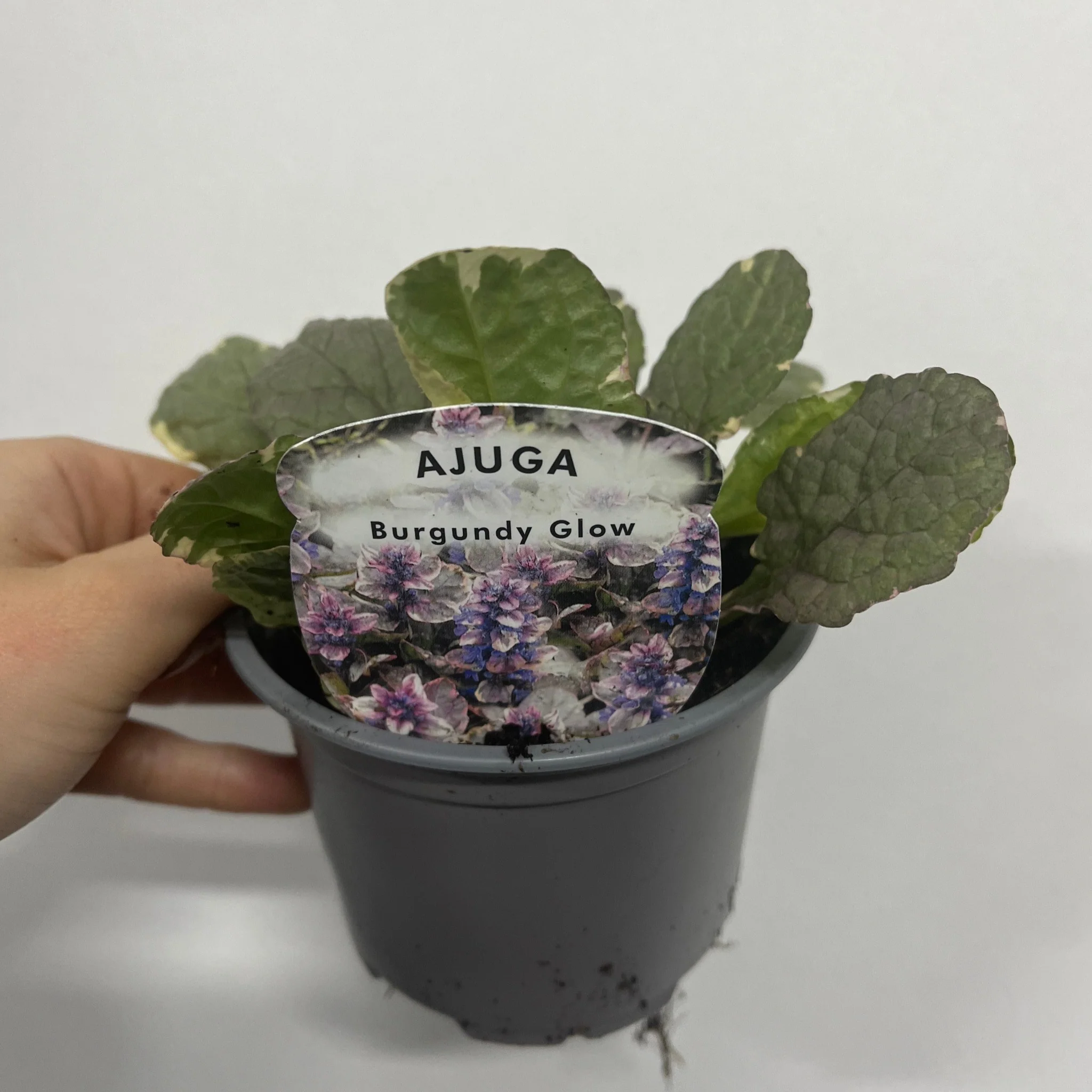Ajuga 'Golden Beauty' 11cm - Image 2