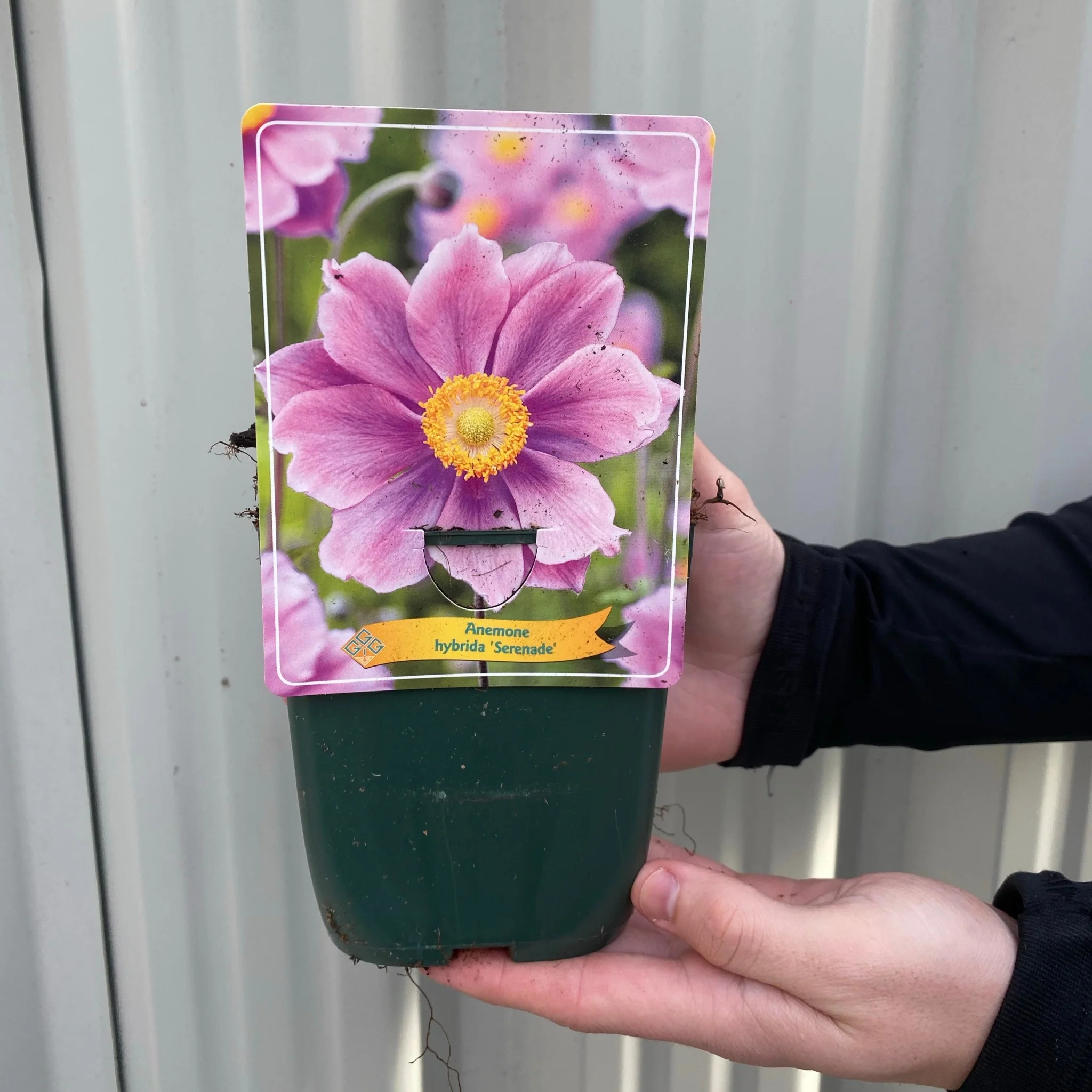 Anemone x hybrida 'Serenade' 1L - Image 3