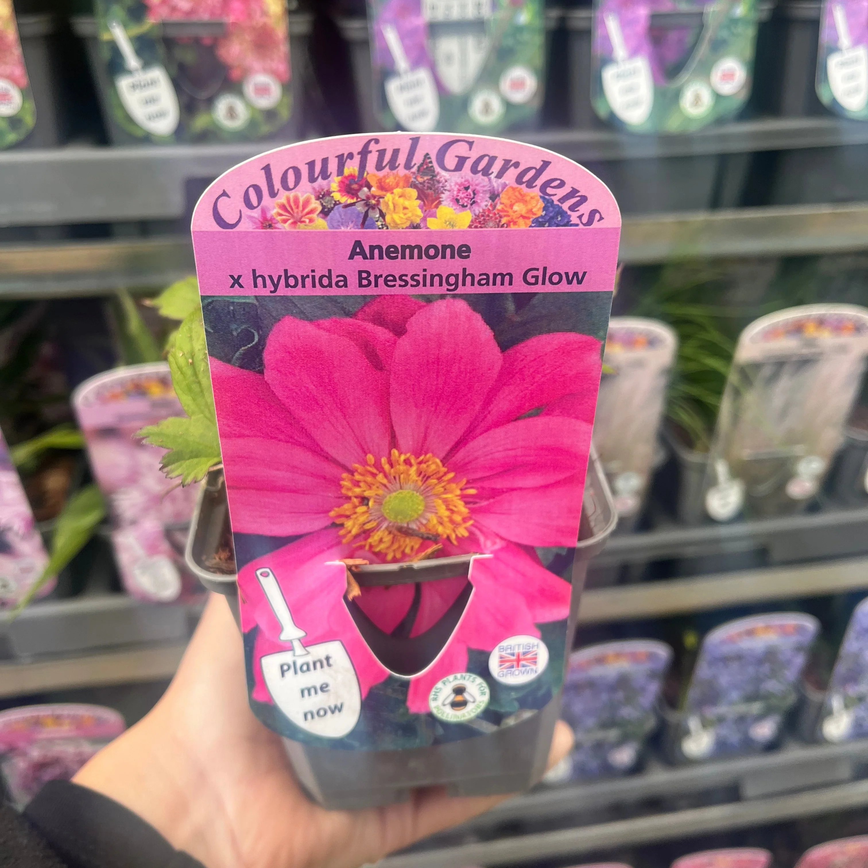 Anemone x hybrida Bressingham Glow 9cm Pot - Image 2