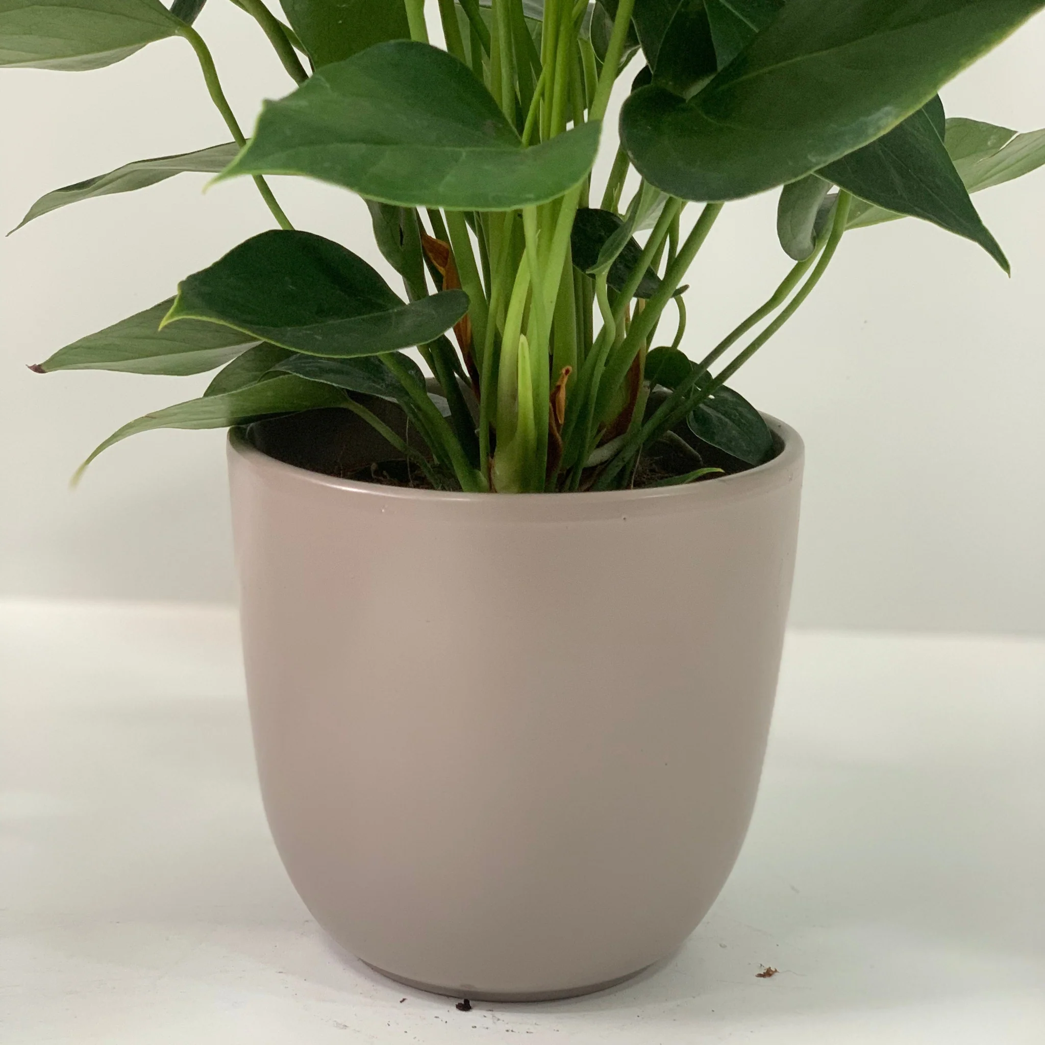 Anthurium - Candy Floss Pink - Image 10