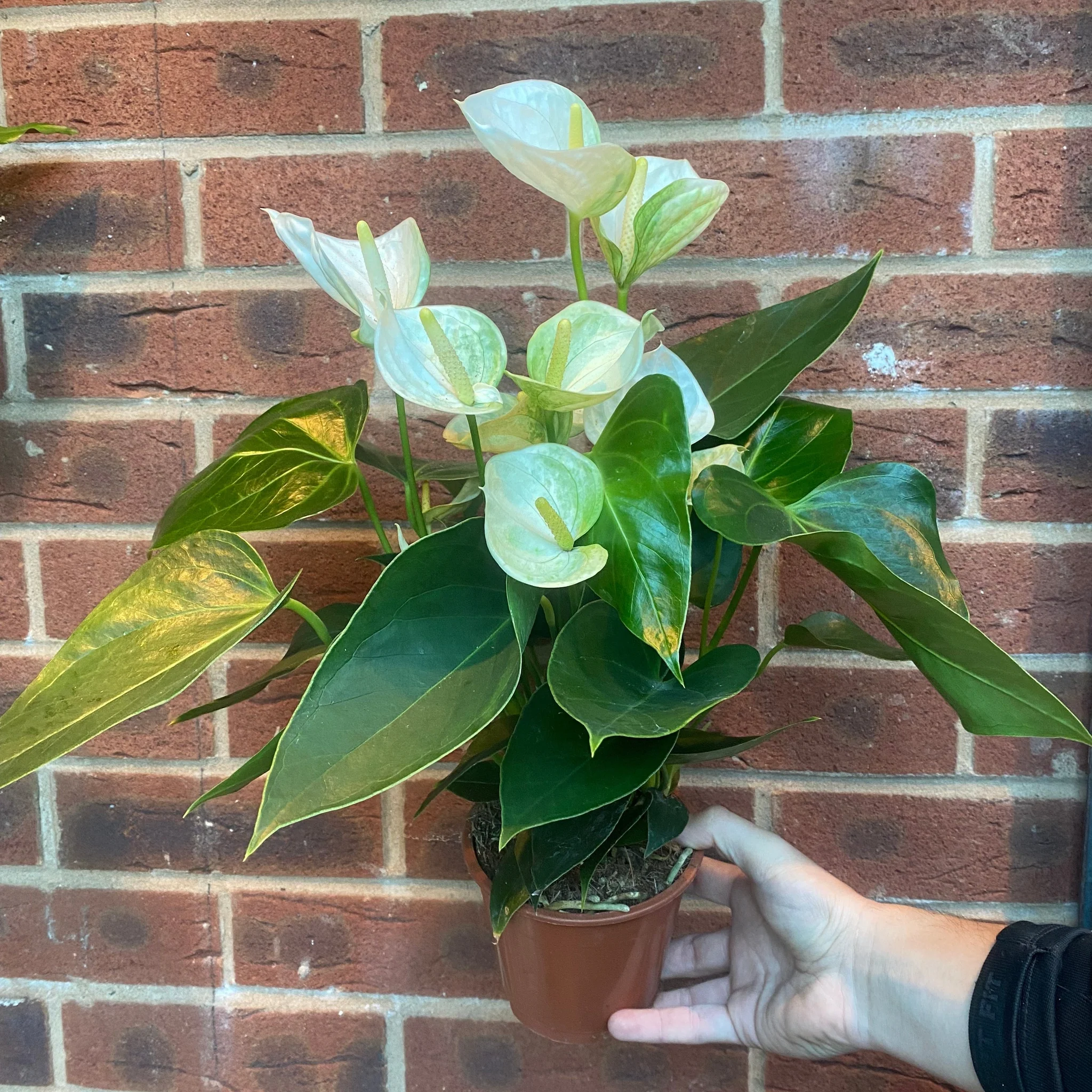 Anthurium - White 40-50cm - Image 2