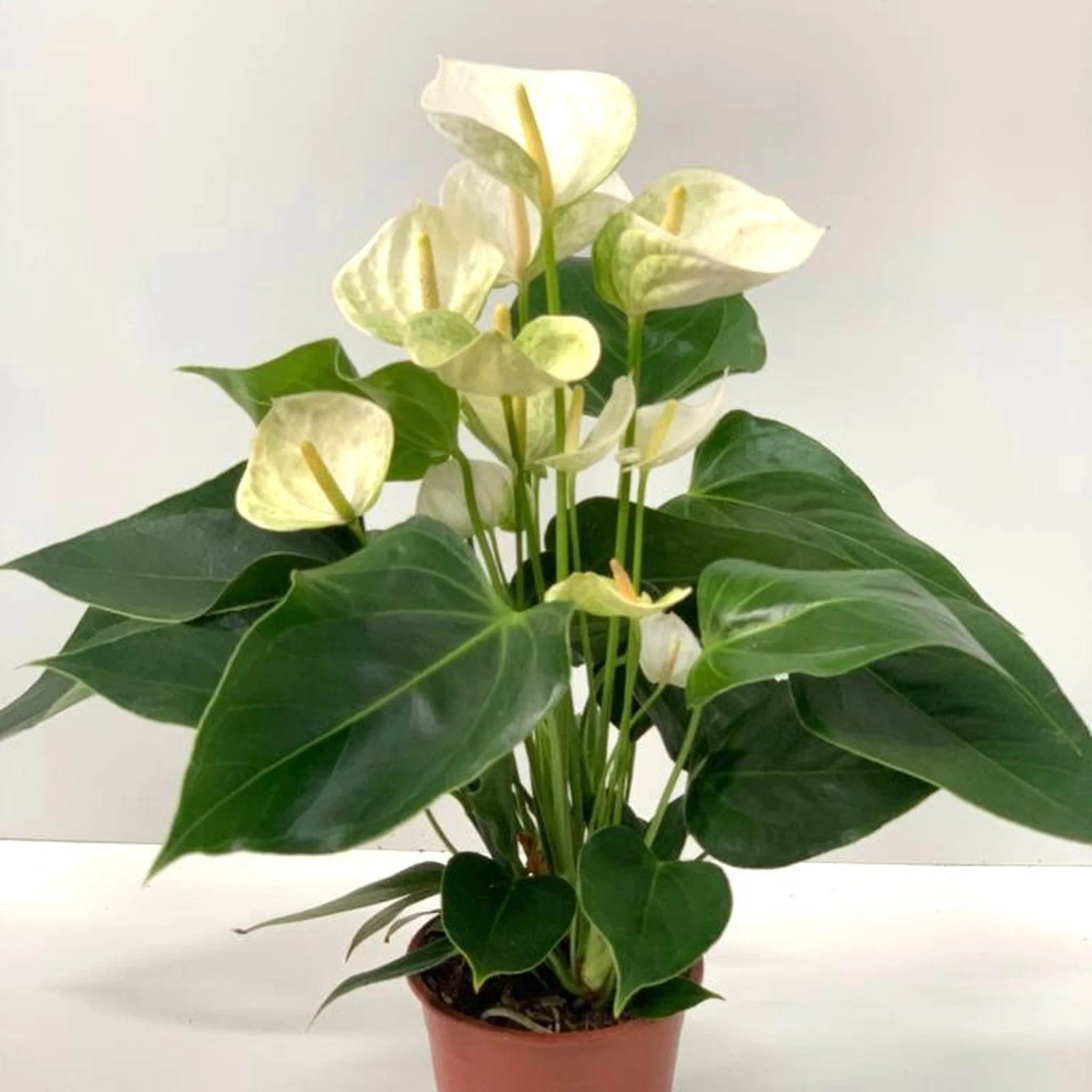 Anthurium - White 40-50cm - Image 4