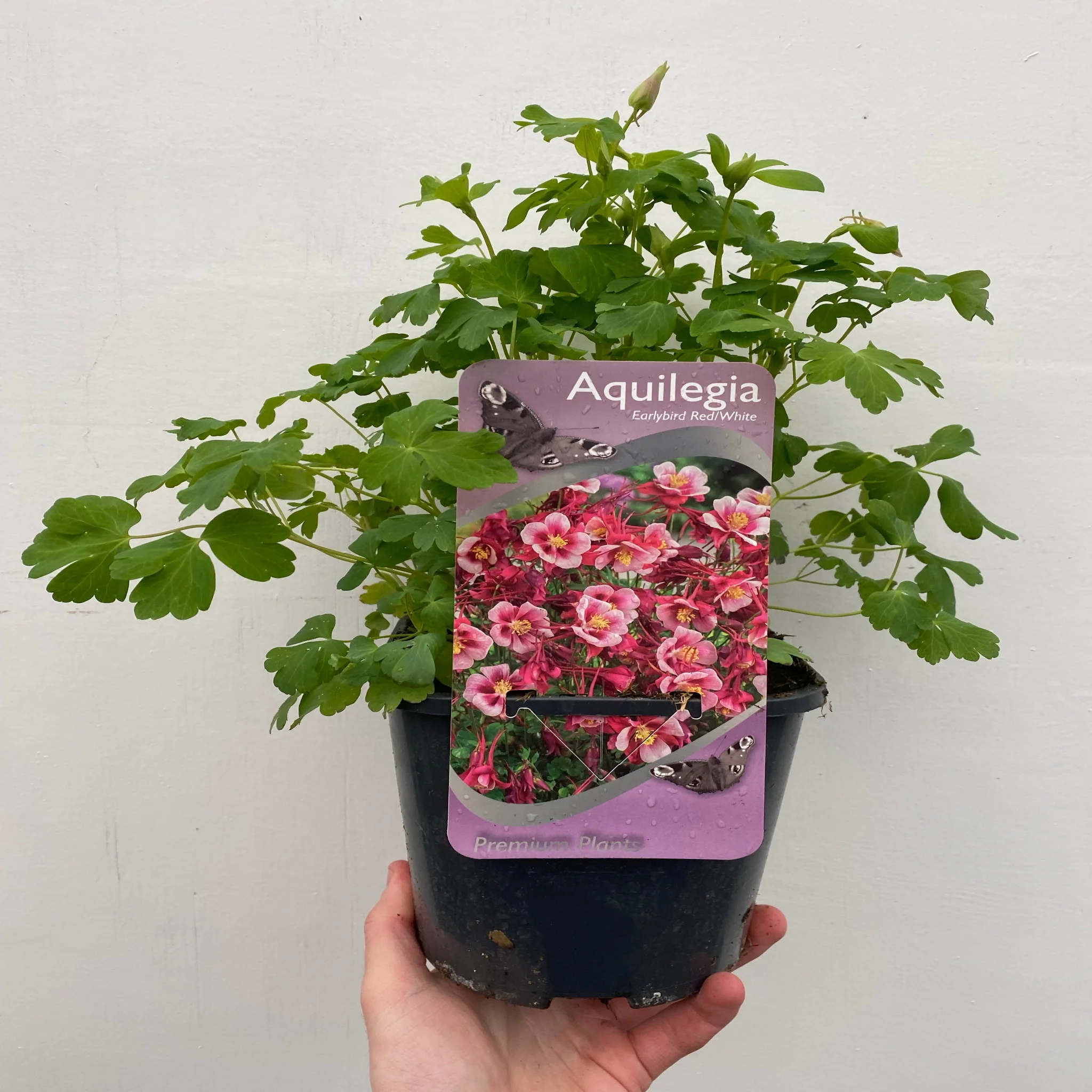 Aquilegia earlybird - Red/White 2L - Image 2