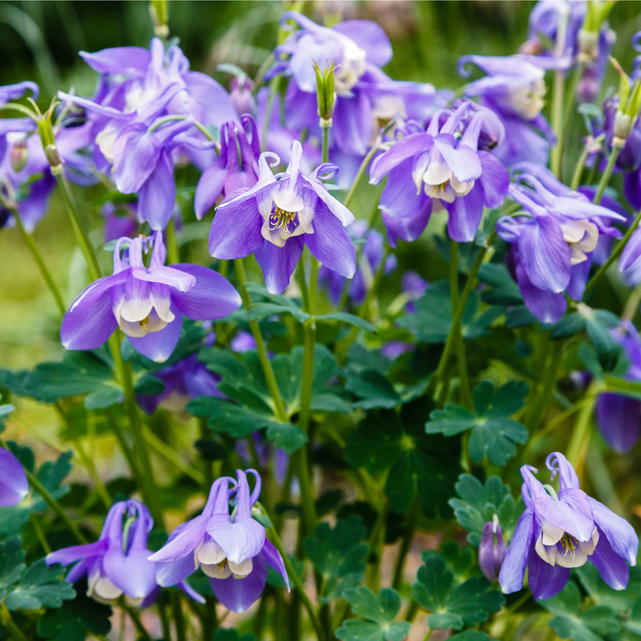 Aquilegia 'Spring Magic Blue' 9cm/1.5L - Image 3