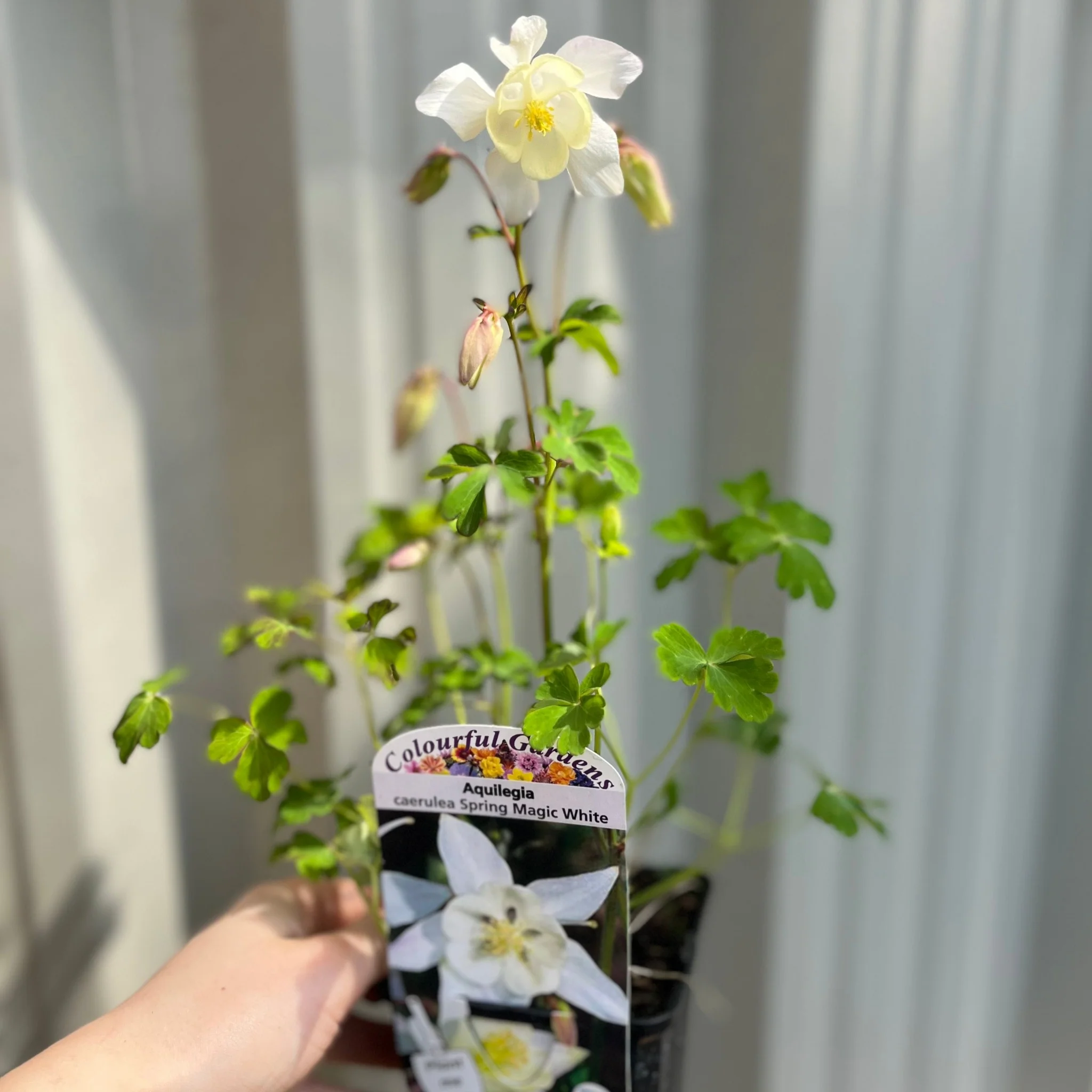 Aquilegia 'Spring Magic White' 9cm - Image 3