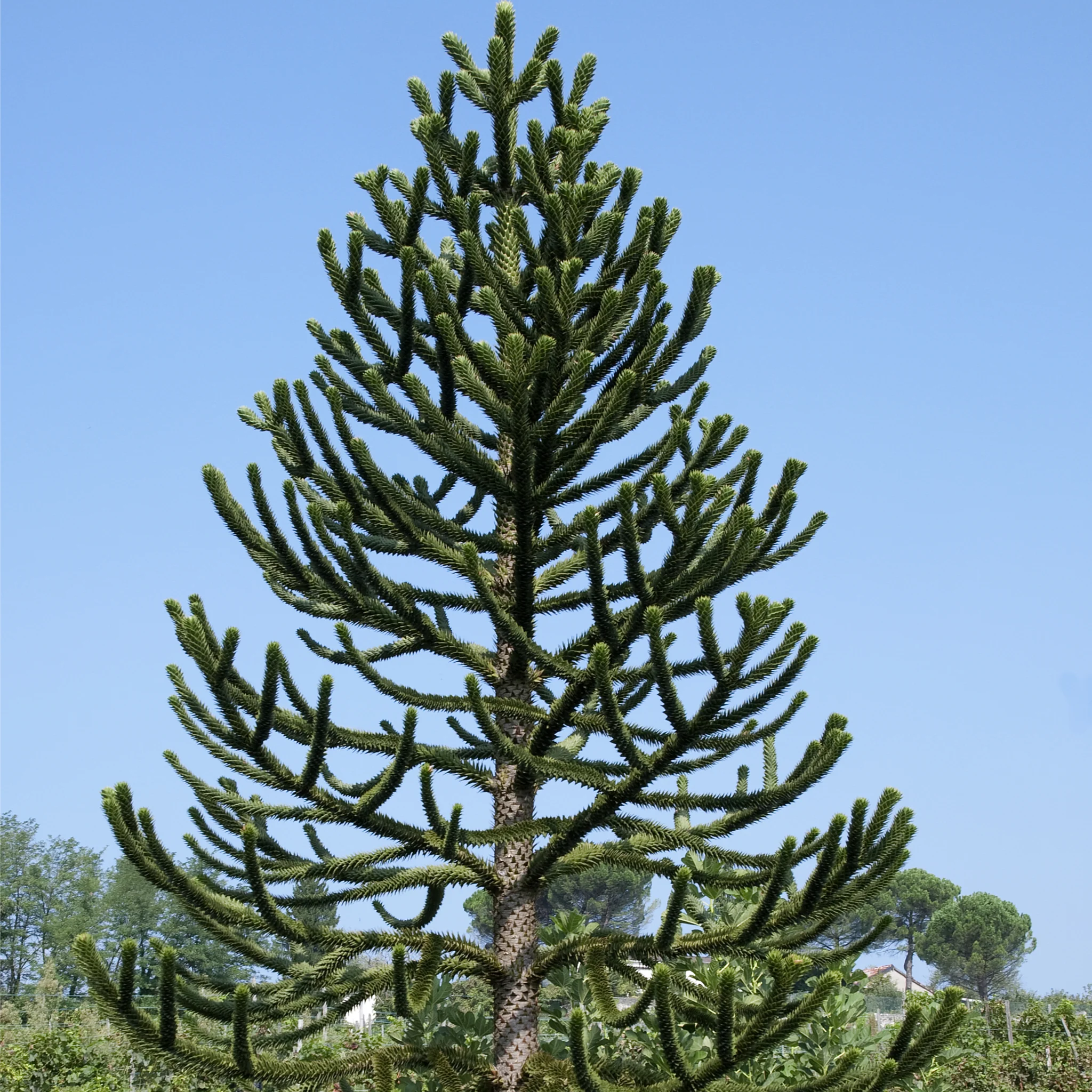 Araucaria Araucana | Monkey Puzzle Tree - Image 3