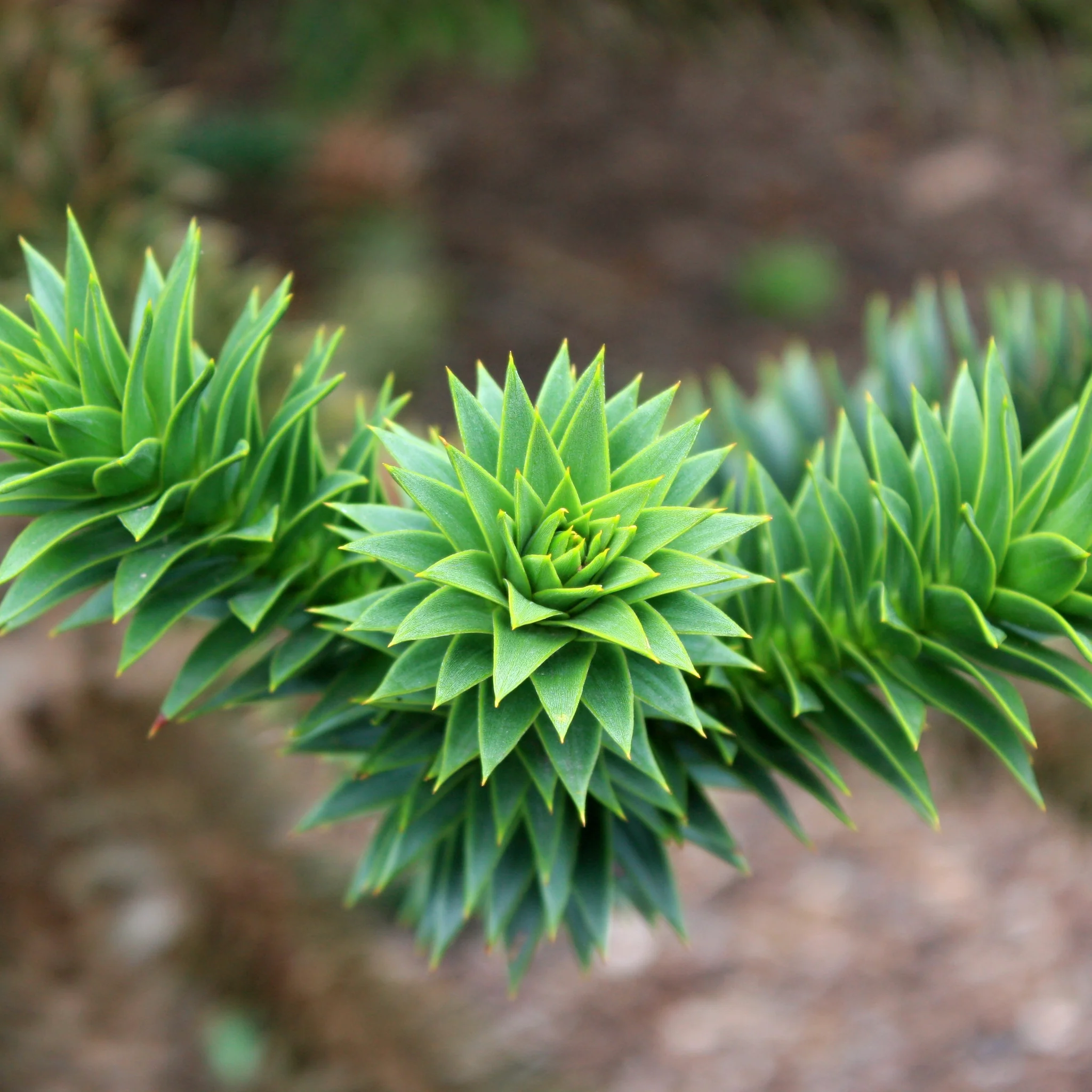 Araucaria Araucana | Monkey Puzzle Tree - Image 4