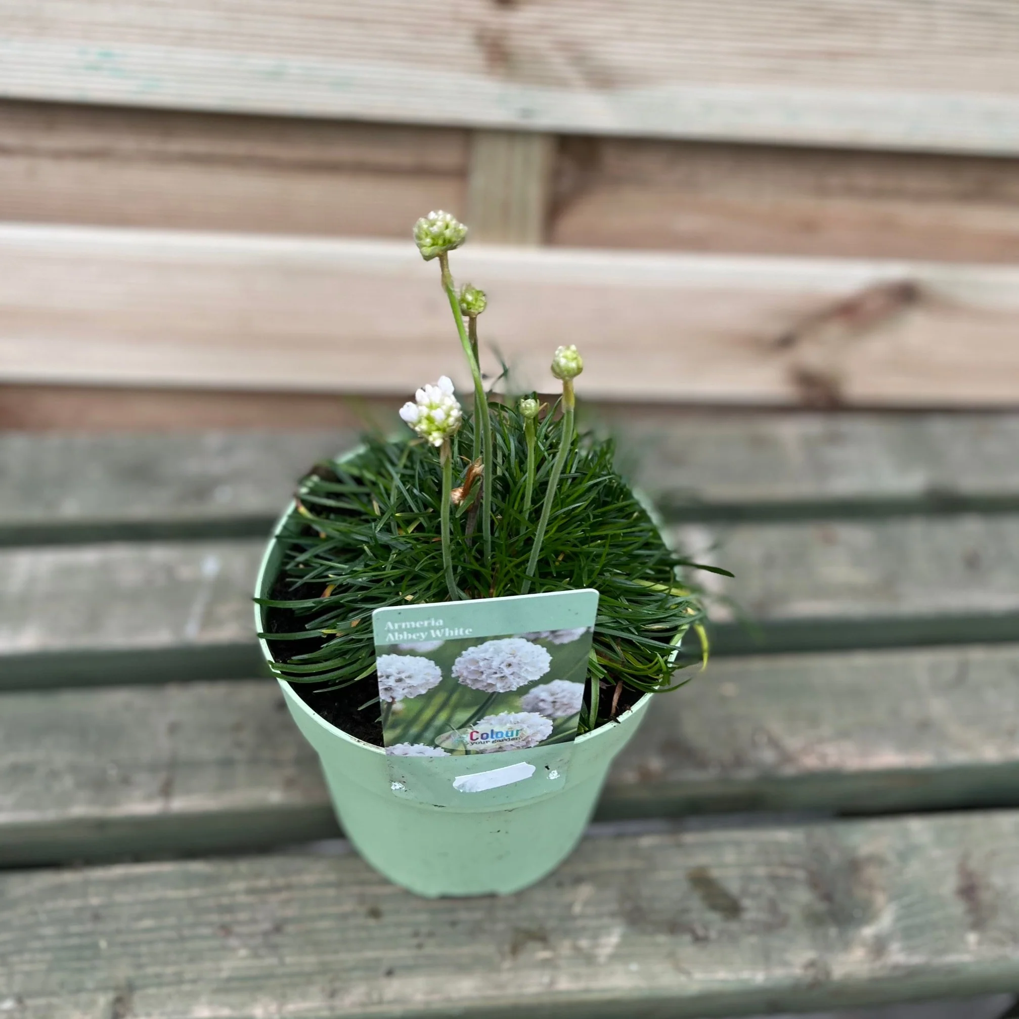 Armeria pseudarmeria White 9cm / 3L - Image 4