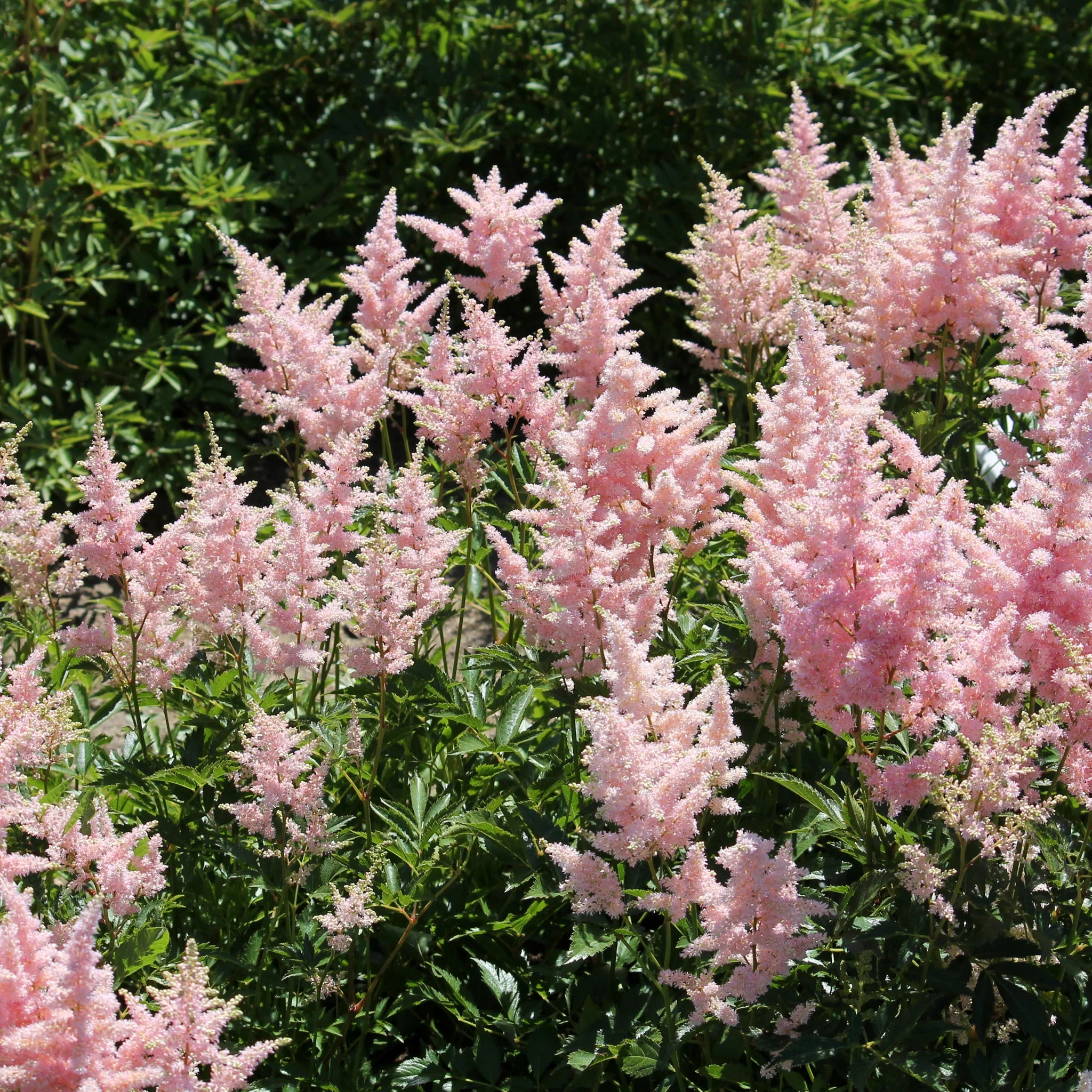 Astilbe - Mainz 1.5L - Image 2