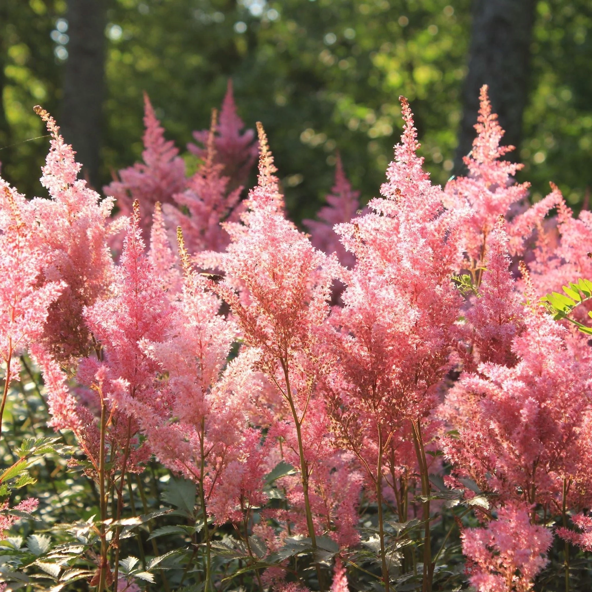 Astilbe Pink 2L - Image 2