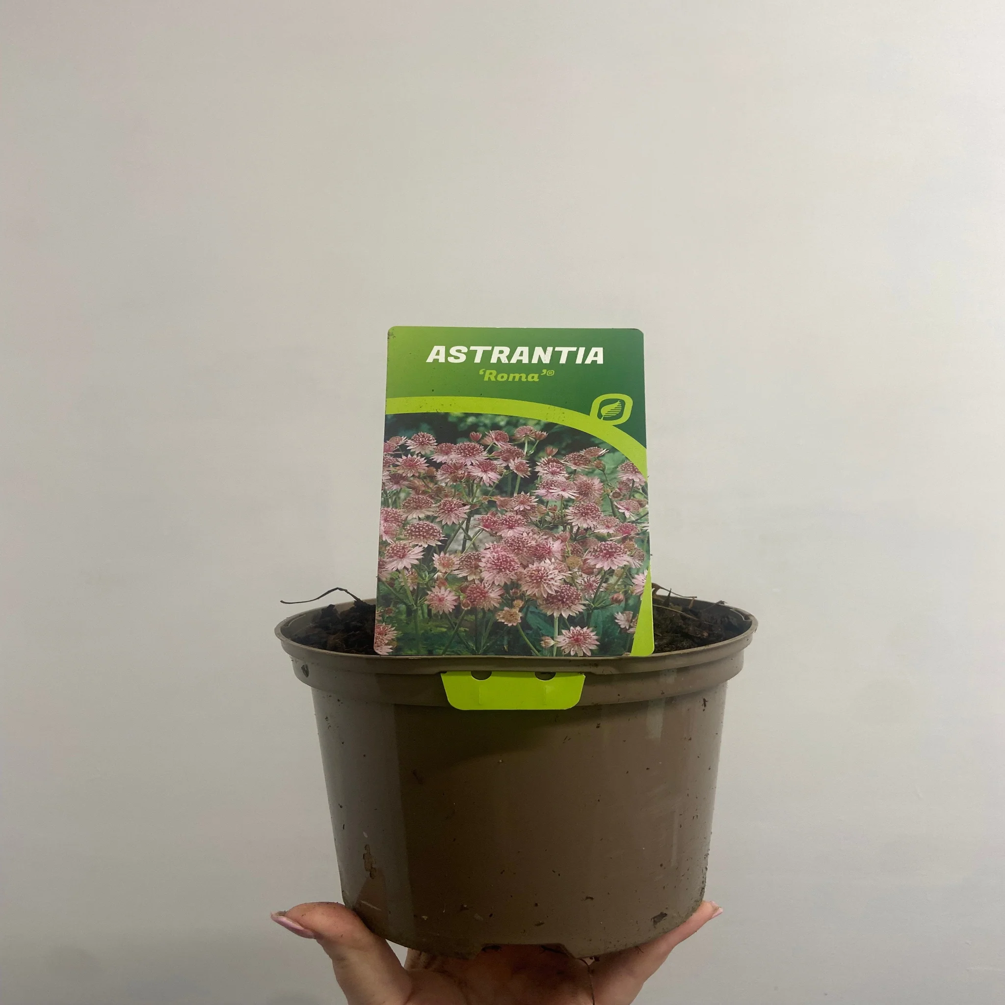 Astrantia Roma 9cm/2L - Image 3