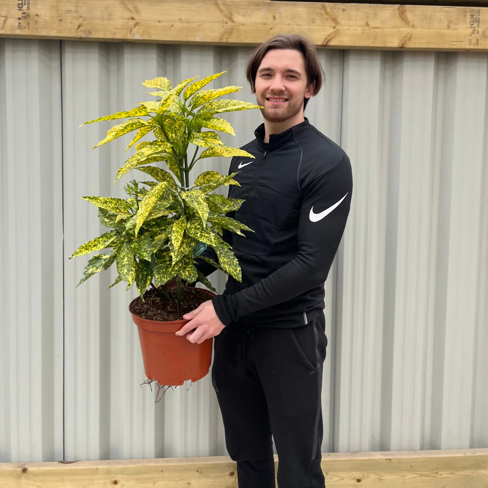 Aucuba Spotted Laurel 2L / 5L - Image 2