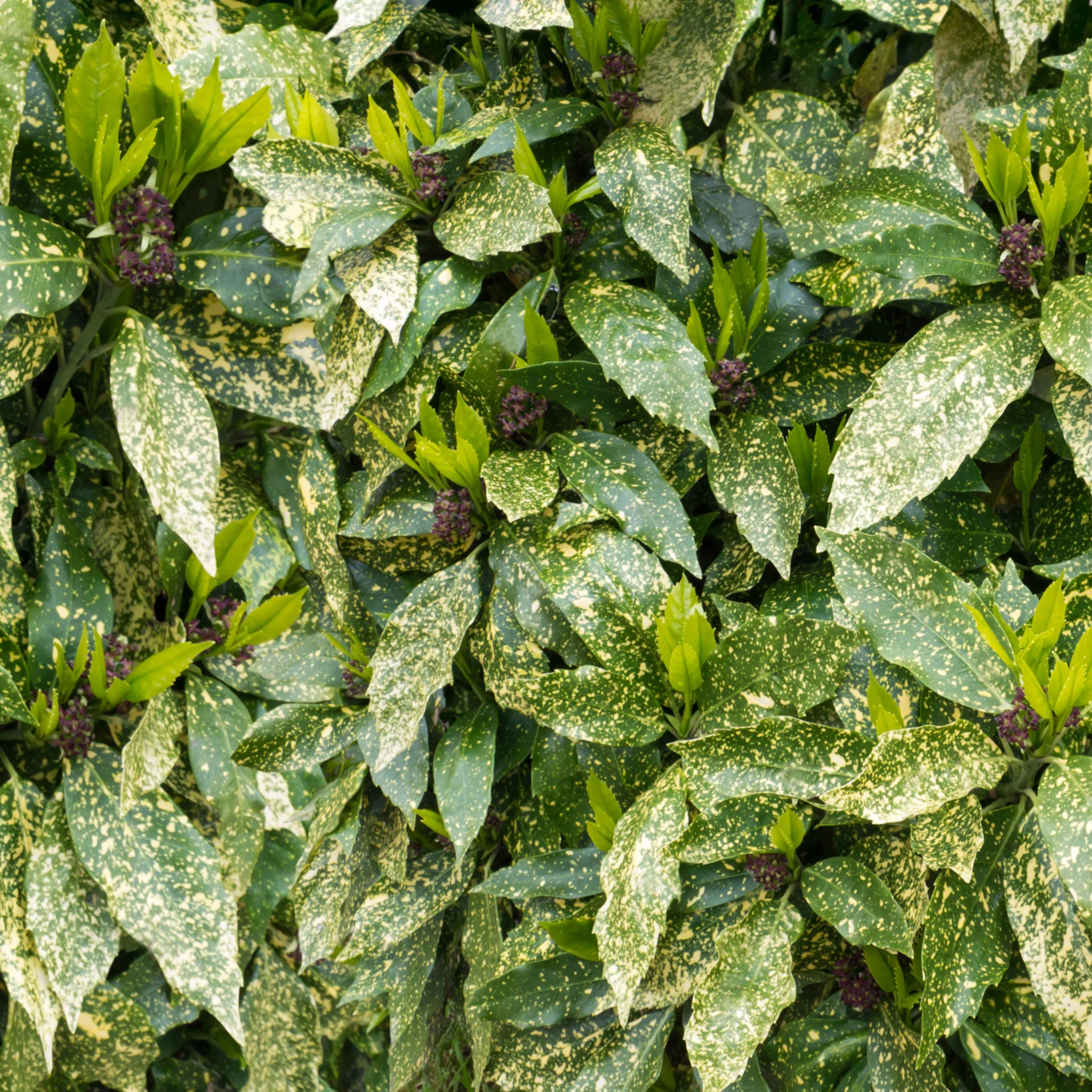 Aucuba Spotted Laurel 2L / 5L - Image 4