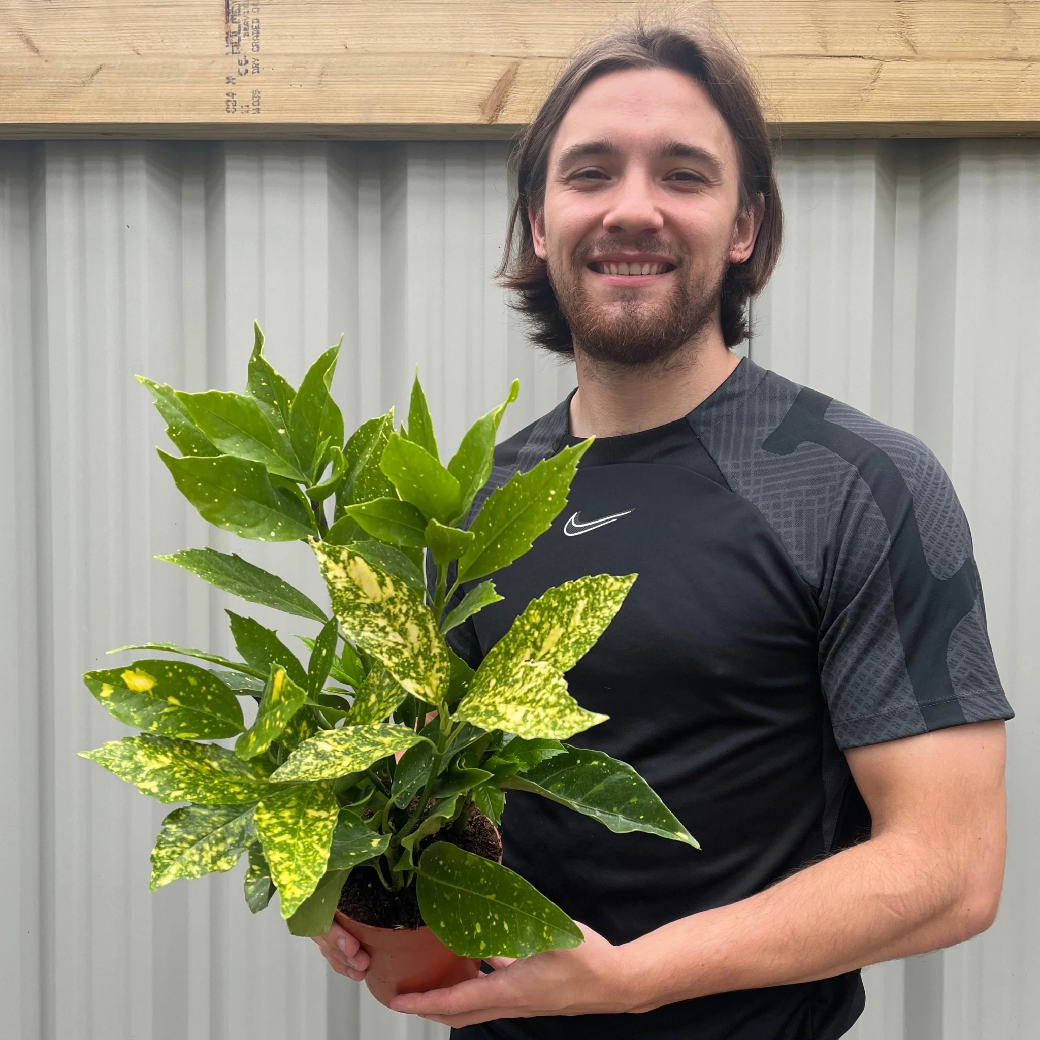Aucuba japonica (Spotted Laurel) 1.5L (Multibuy Offers Available) - Image 3
