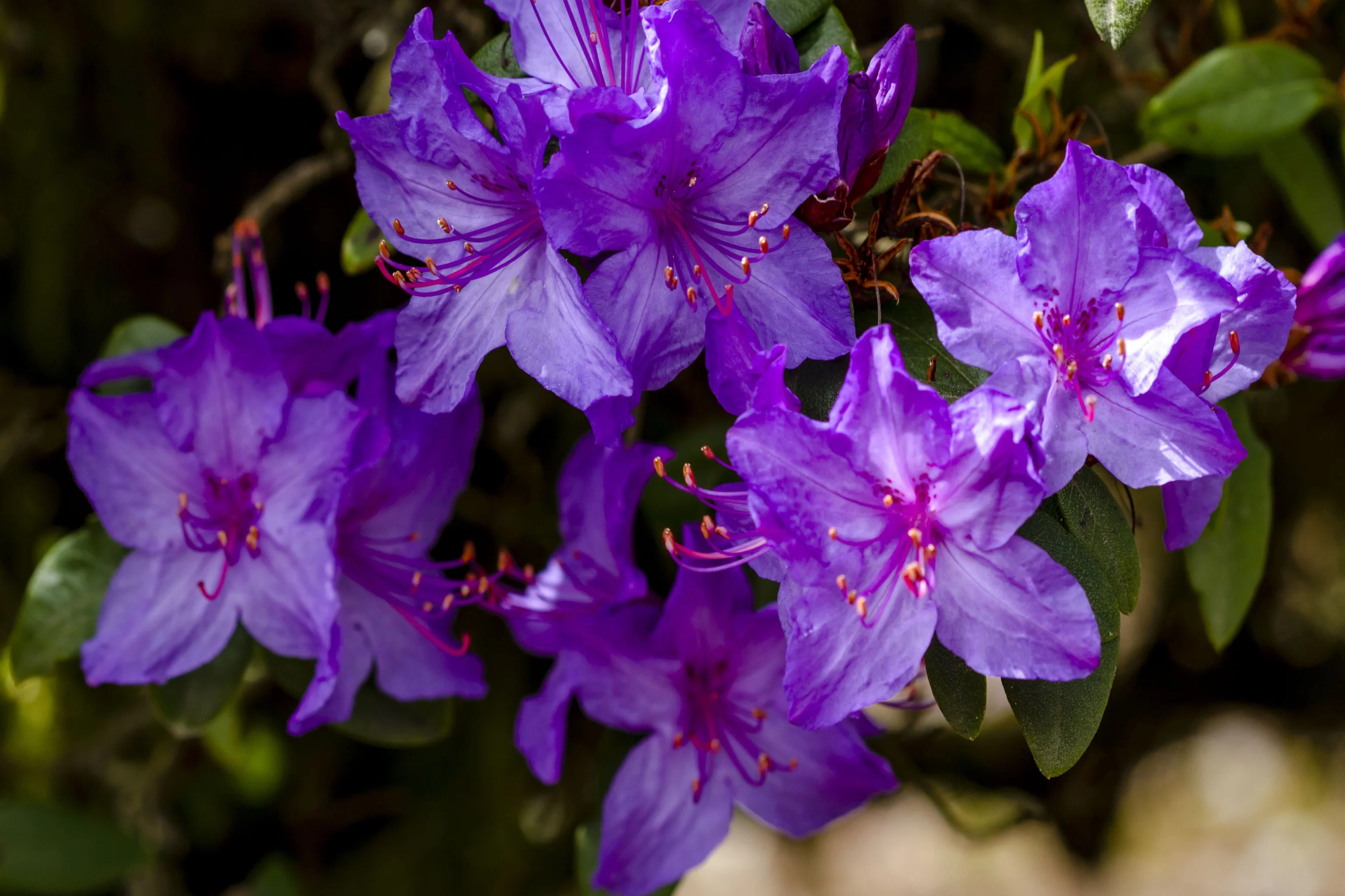 Azalea 'Blauwe Donau' 1.5L - Image 2