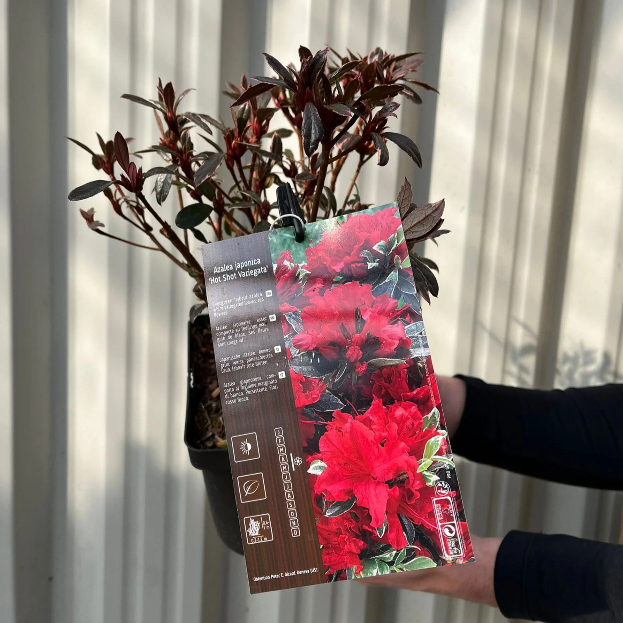 Azalea japonica 'Hot Shot Variegata' 2L - Image 3