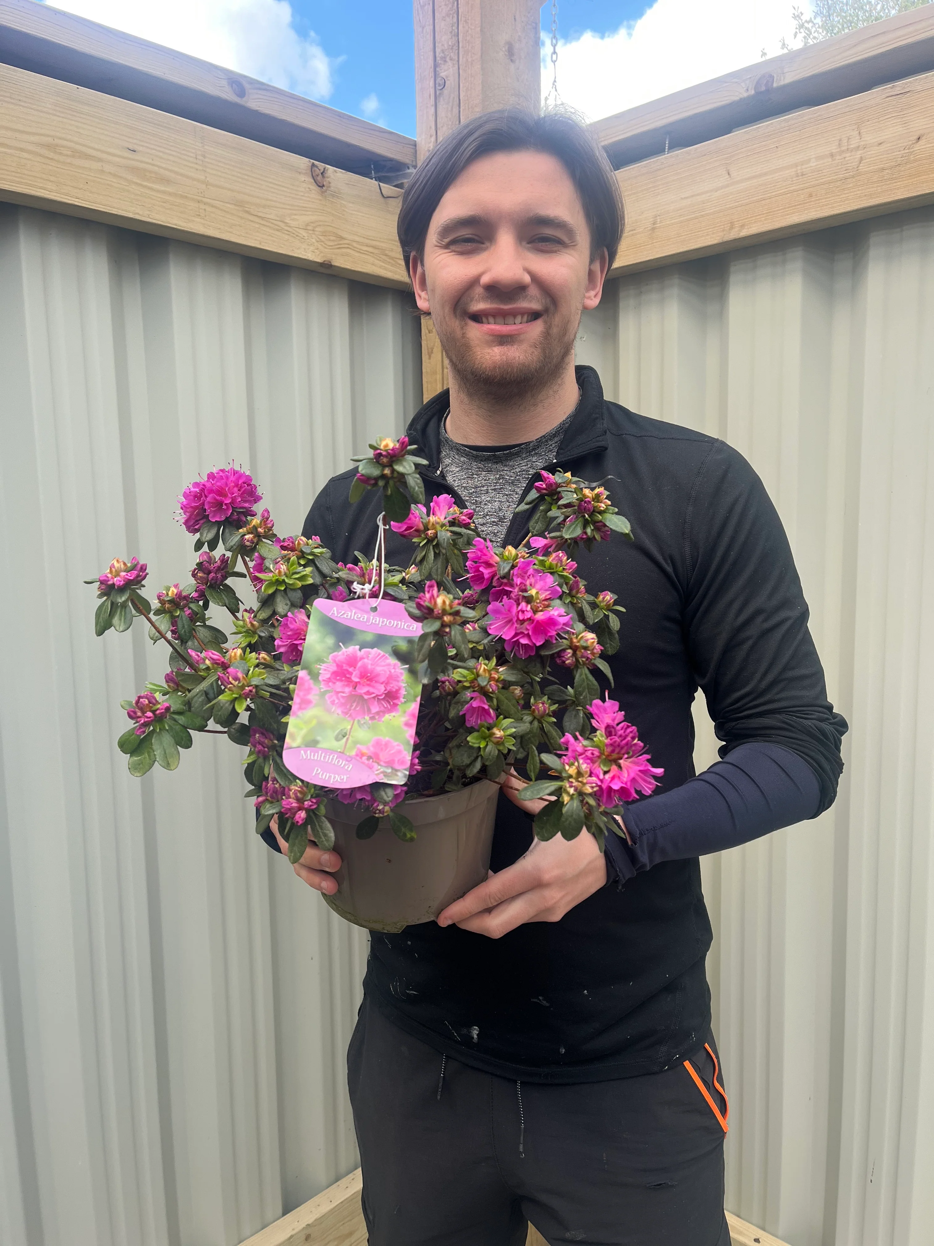 Azalea japonica 'Multiflora Purper' 1.5L