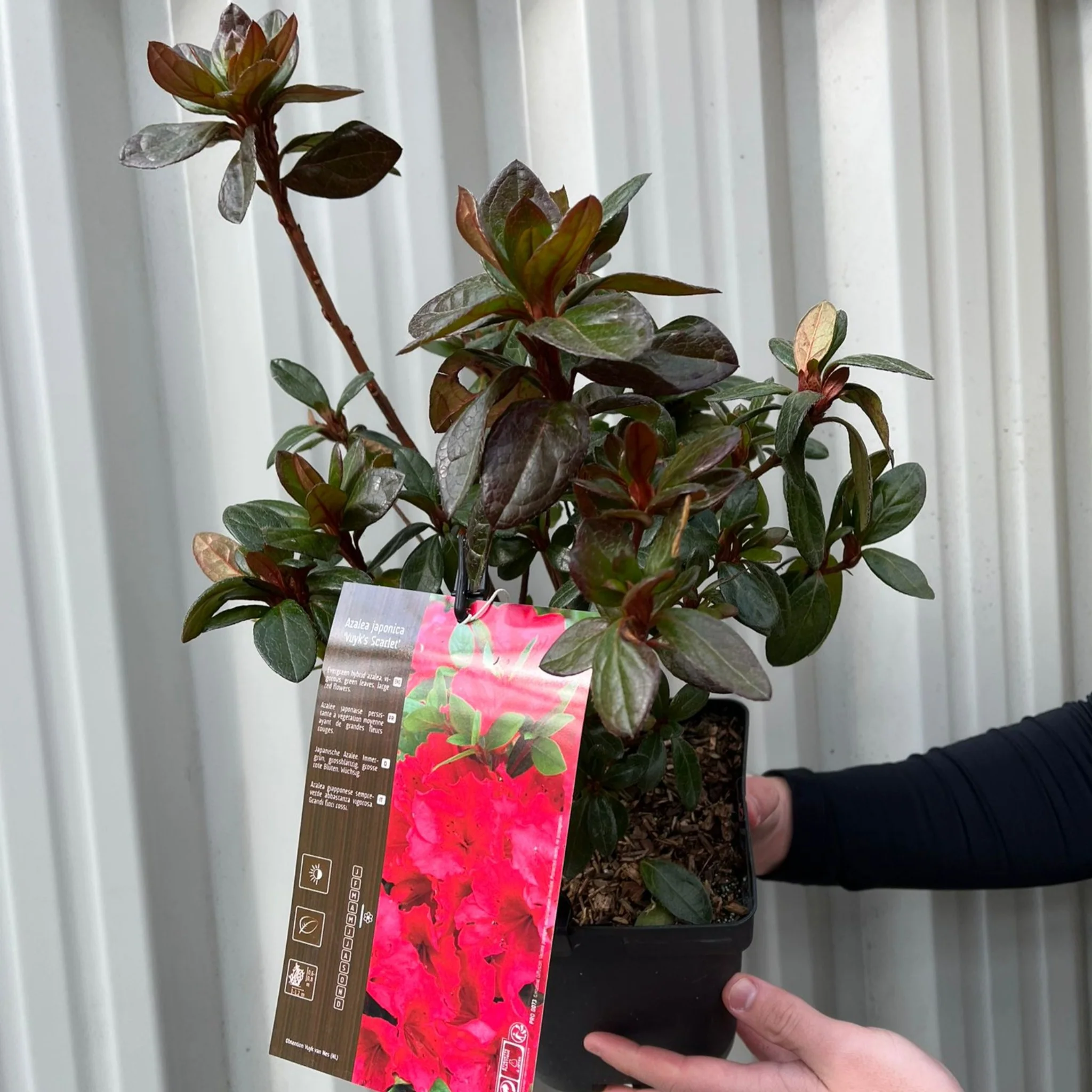 Azalea japonica 'Vuyk's Scarlet' 2L - Image 3
