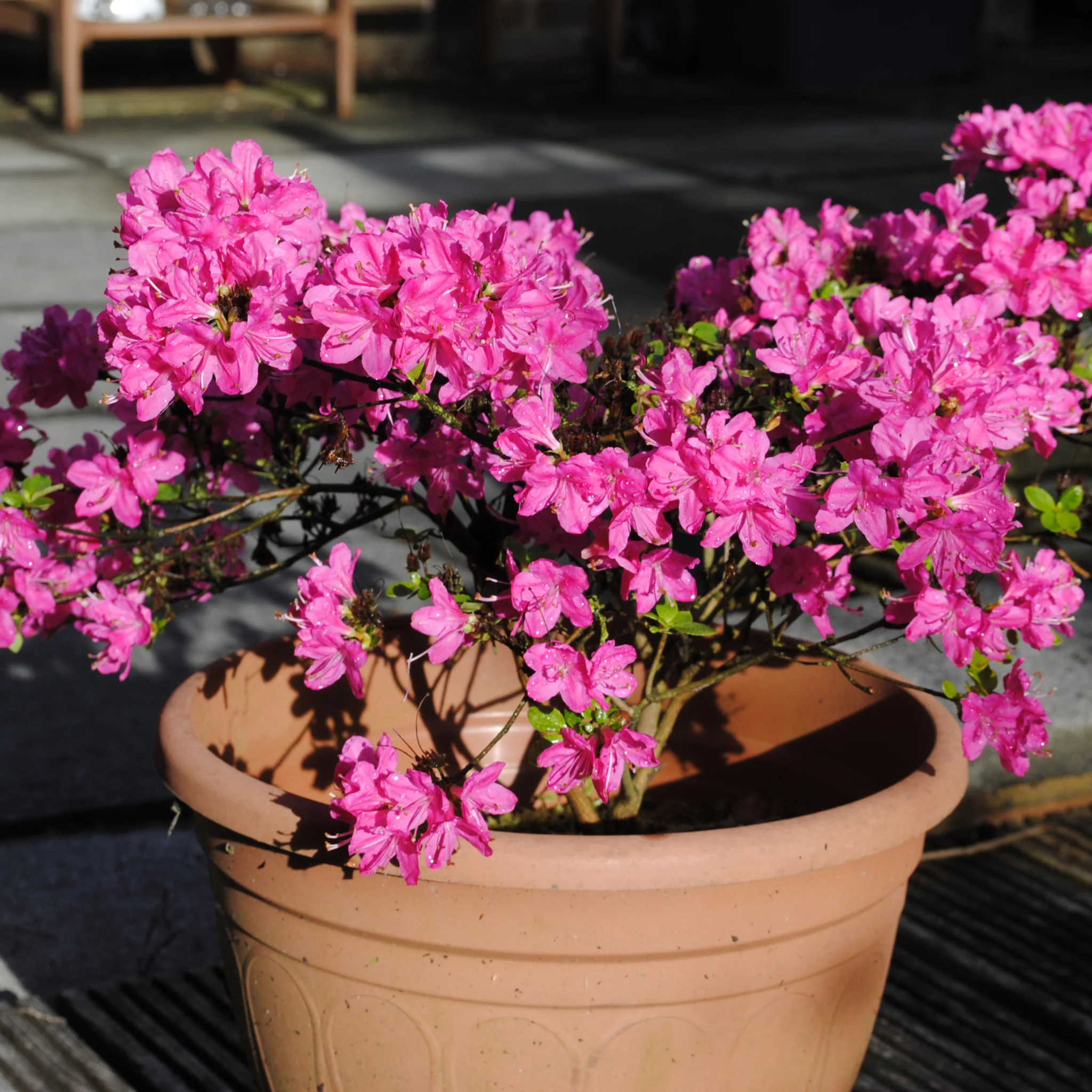 Azalea 'Kermesina Rose' 1L - Image 2
